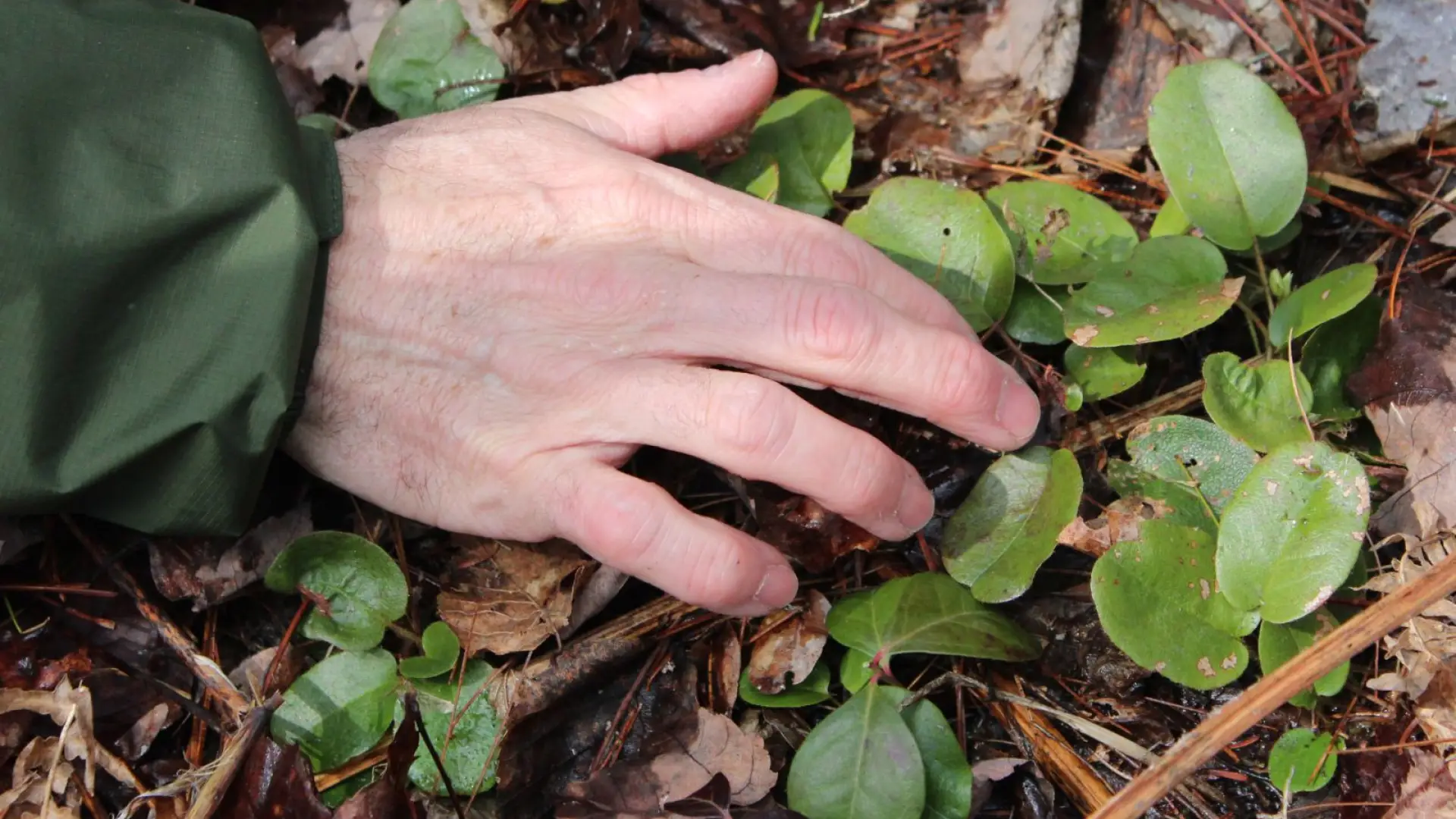 Wintergreen is common along Adirondack trails.