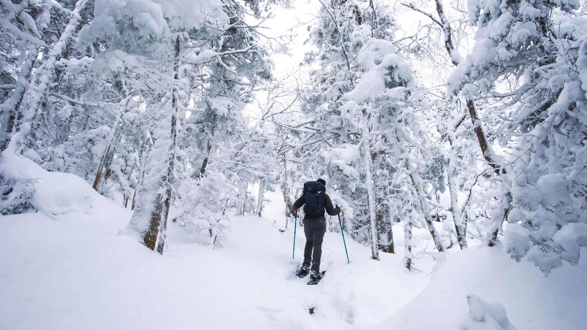 Snowshoeing in a snowy forest.