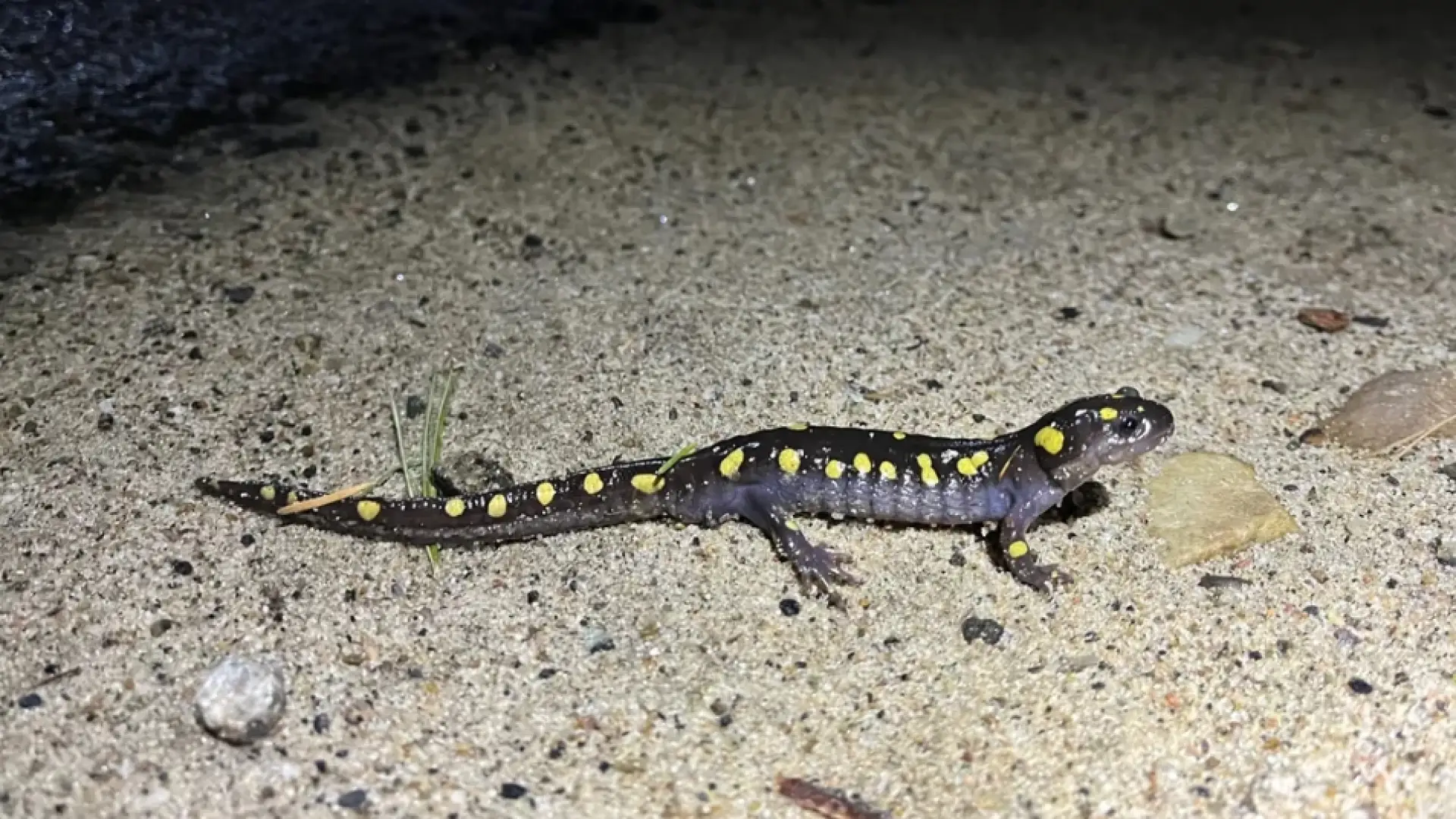 Yellow-spotted grey salamander on sand