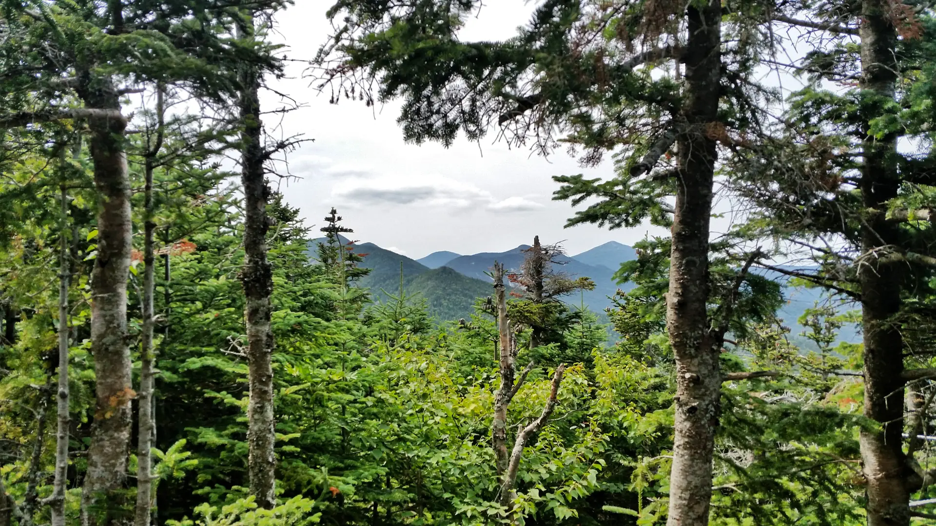 A view through the trees of mountains