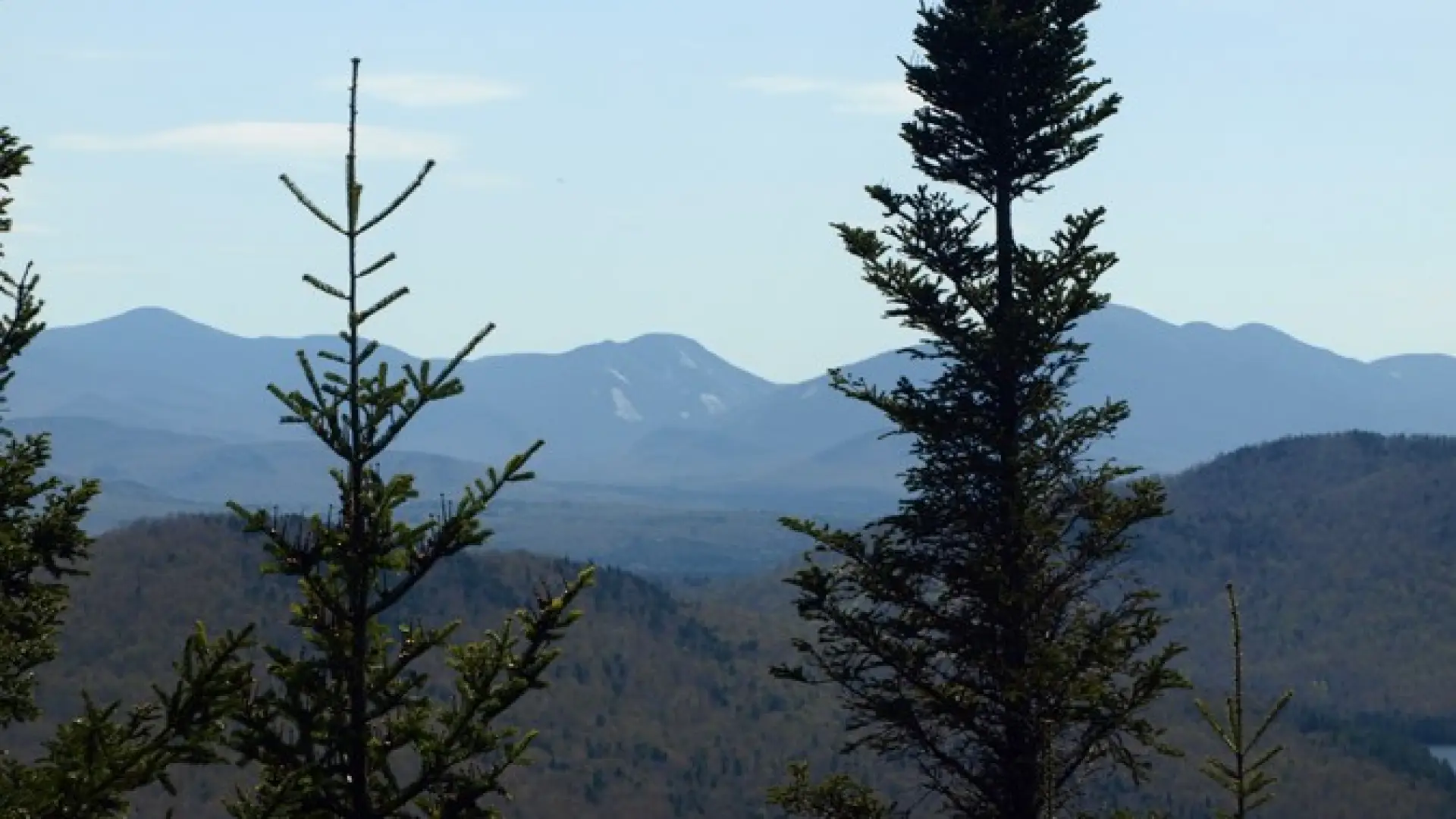 A view of mountains through spruce trees