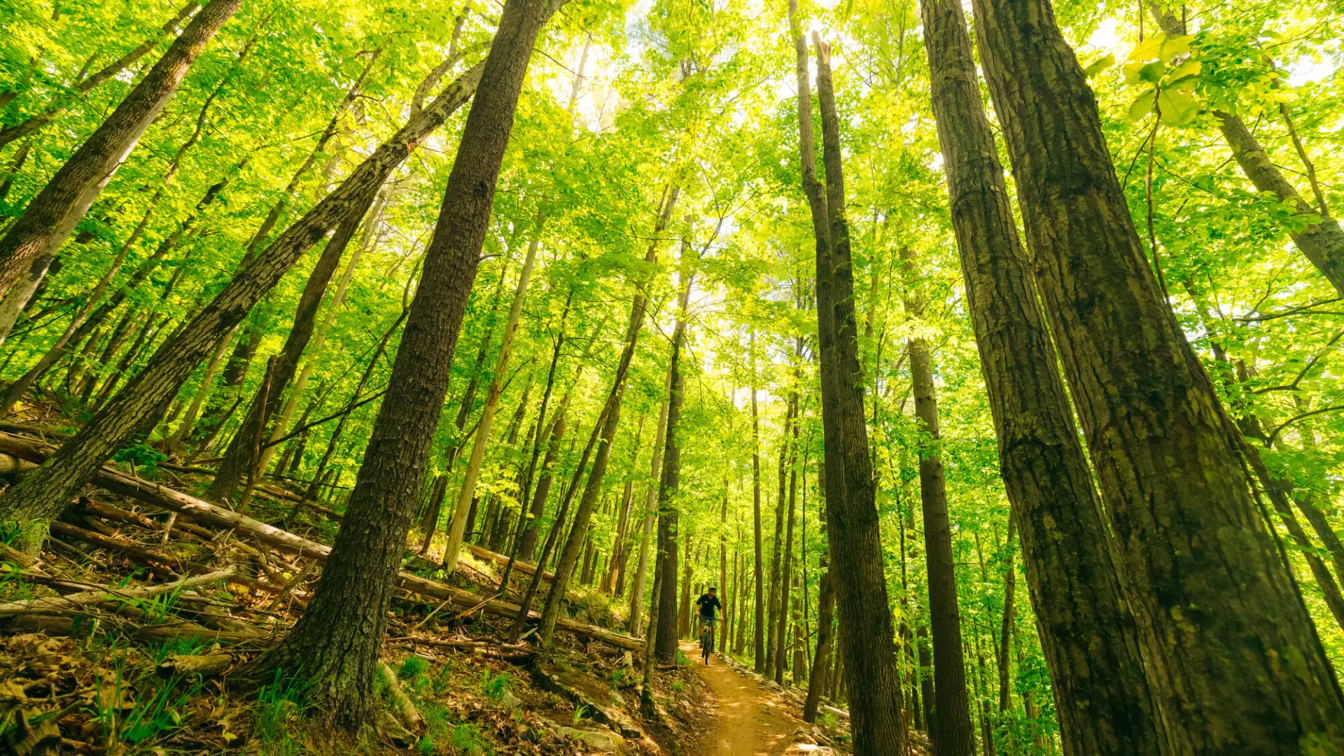 A mountain biker coming back down through tall trees