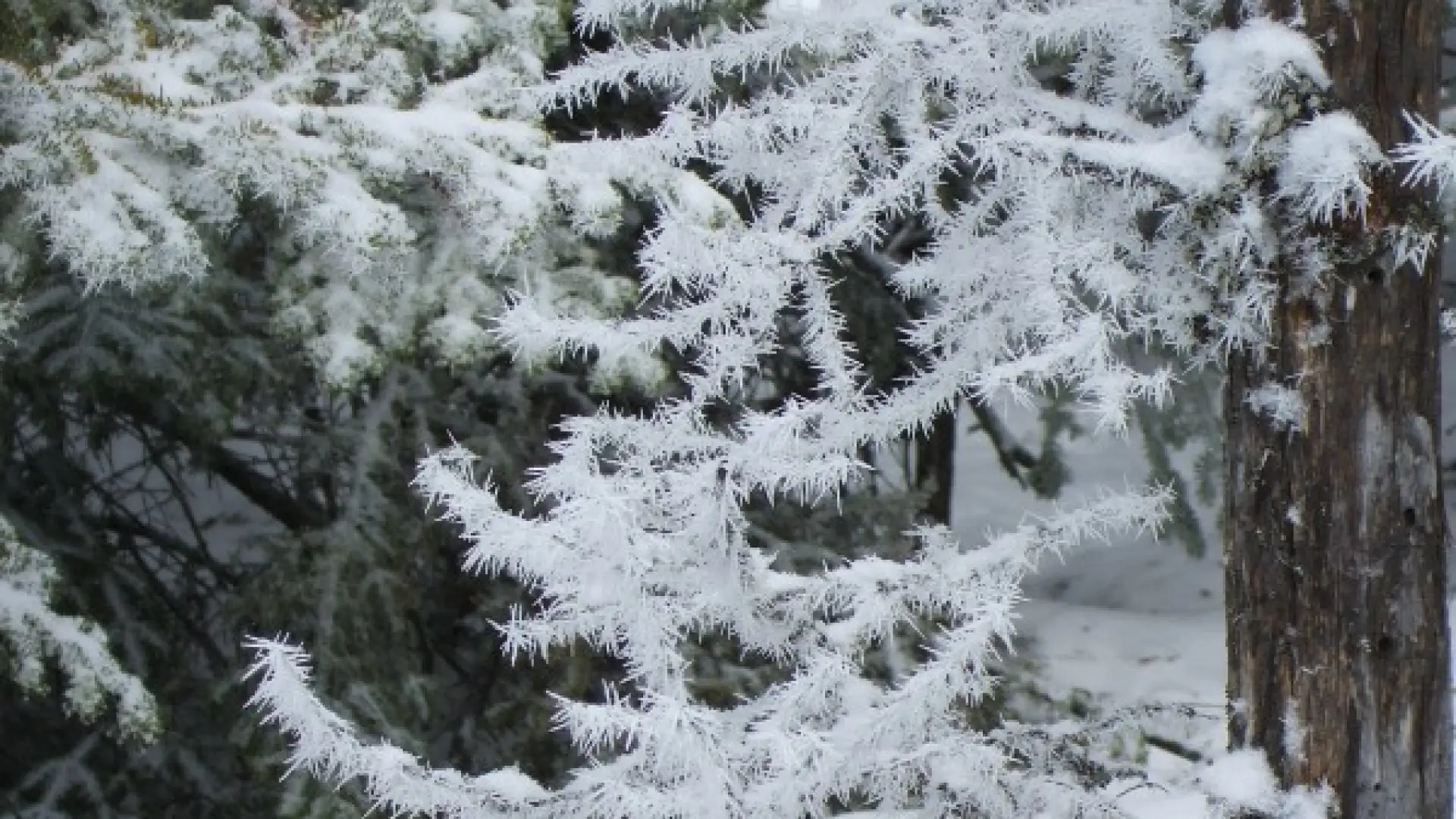 Snow Formations on the trees