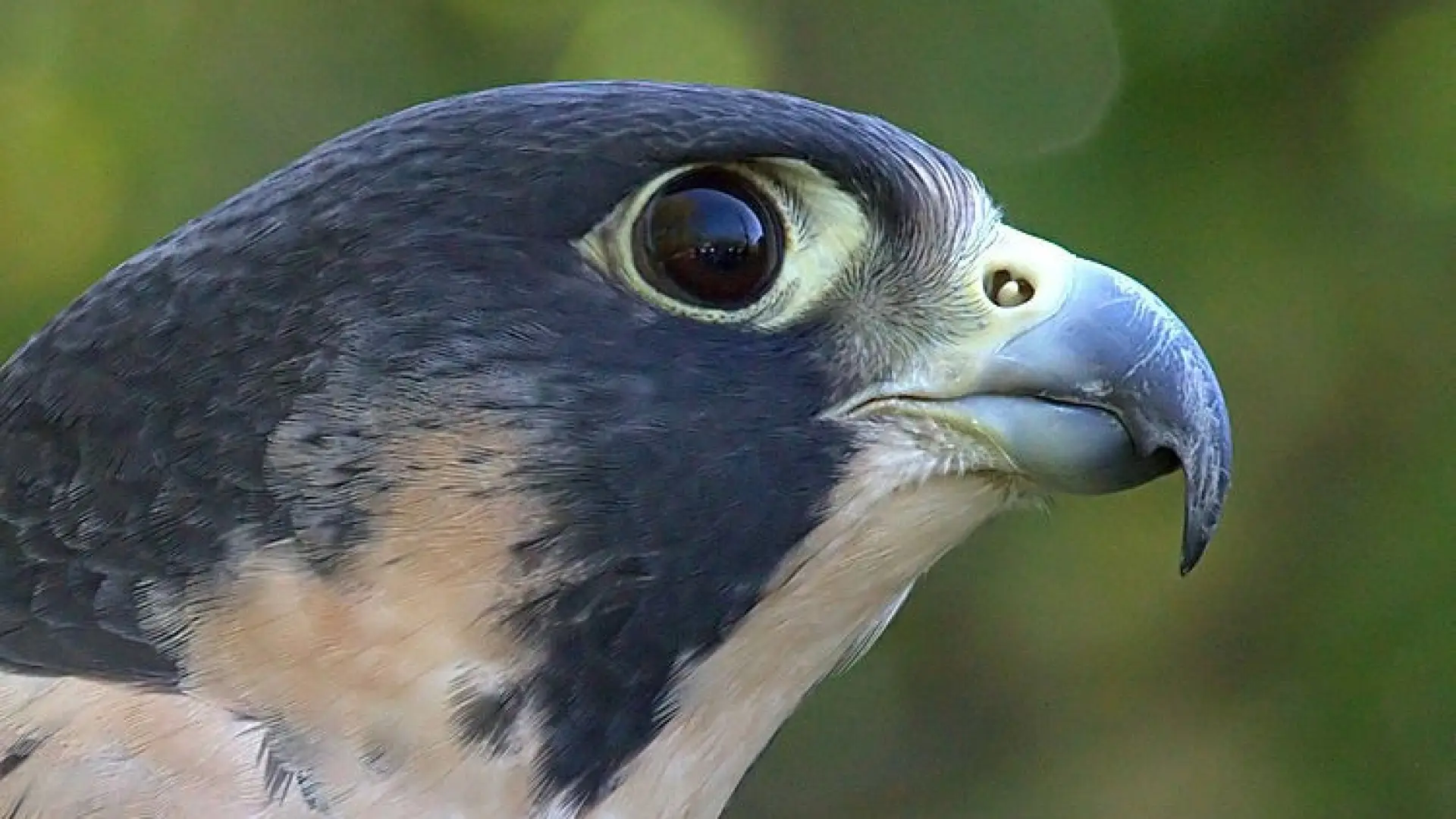 A peregrine falcon