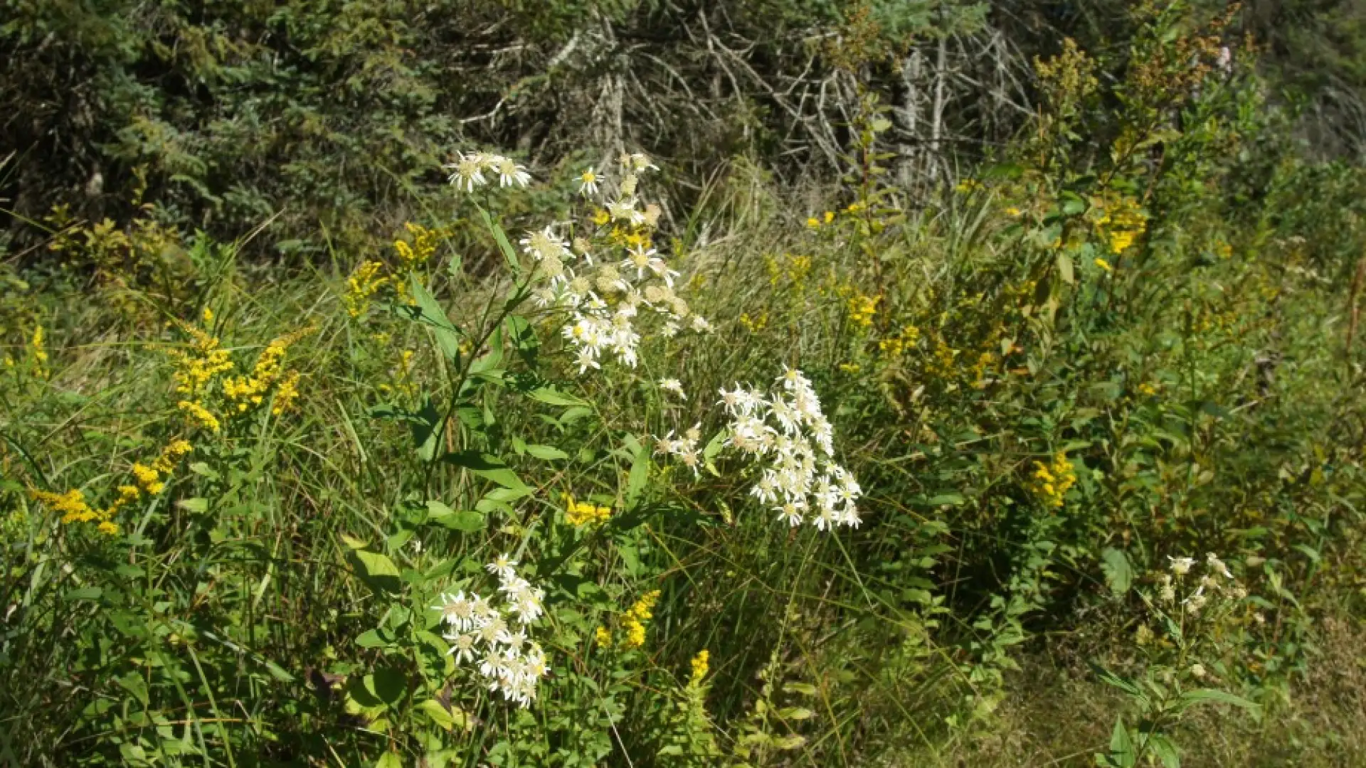 Flat-topped Aster with Goldenrod