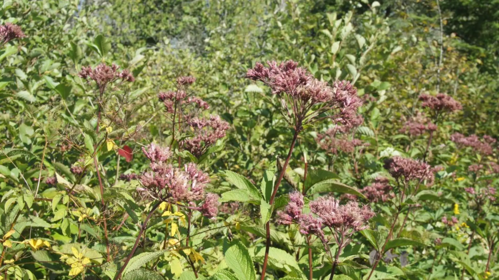 Spotted Joe-Pye Weed