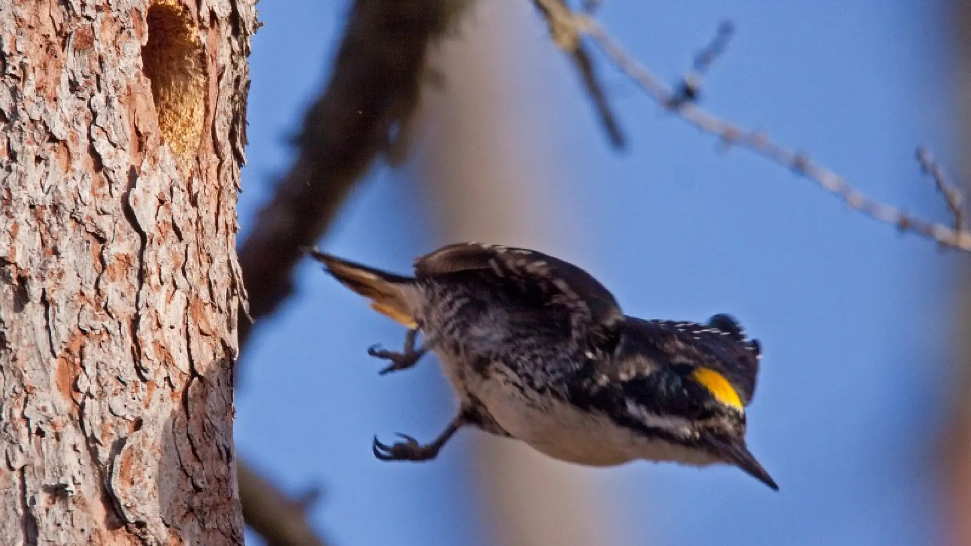 Black-backed Woodpeckers are nesting at Intervale this year&#44; but we aren't sure where. Photo courtesy of www.masterimages.org.