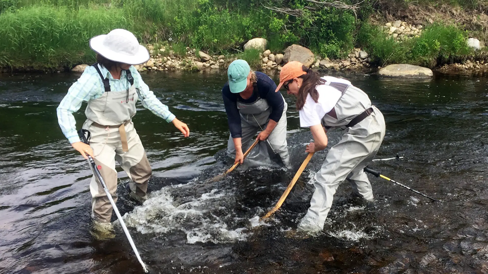 Science: collecting life from the river.