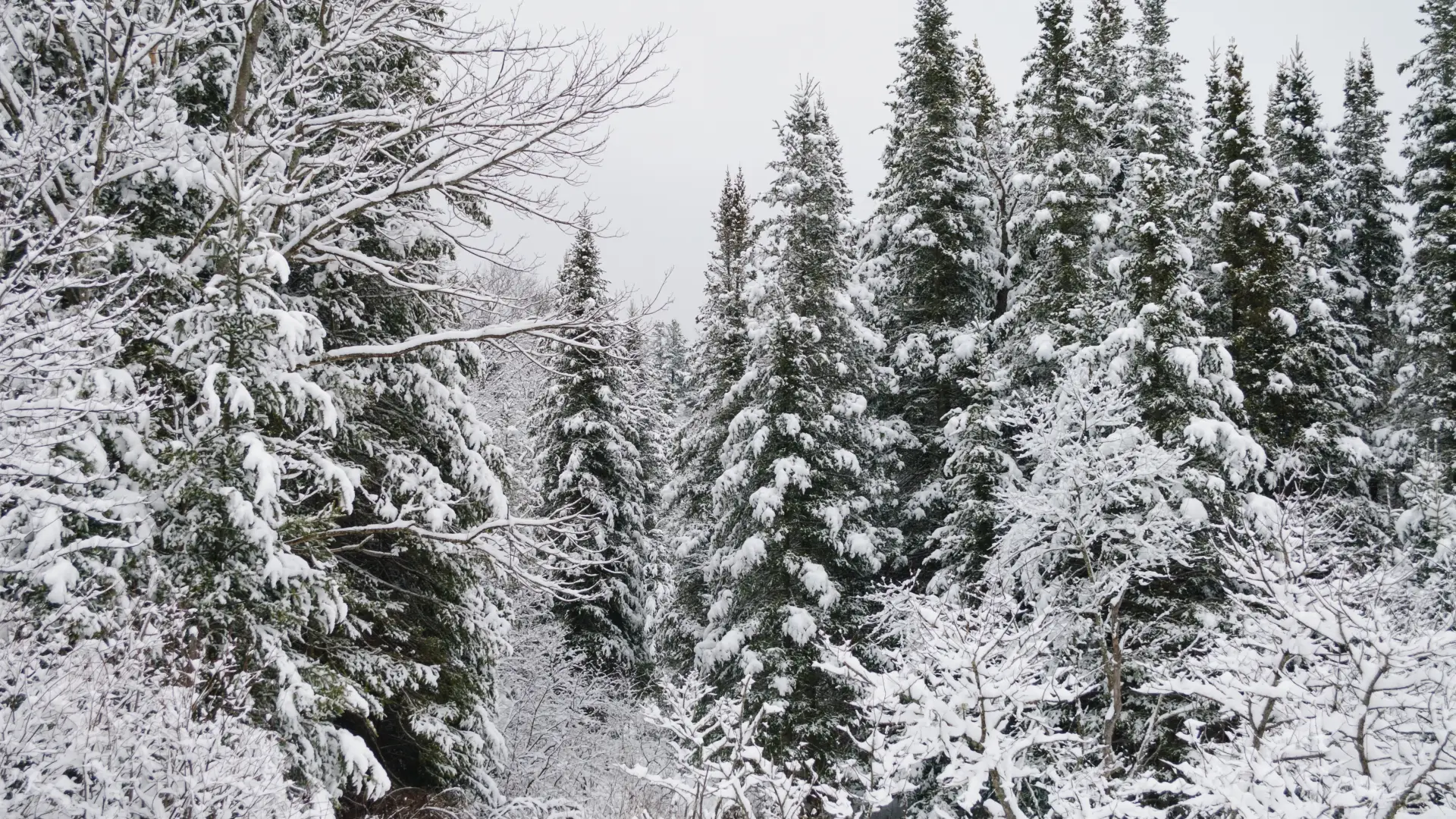 Pine and bare deciduous trees covered in snow