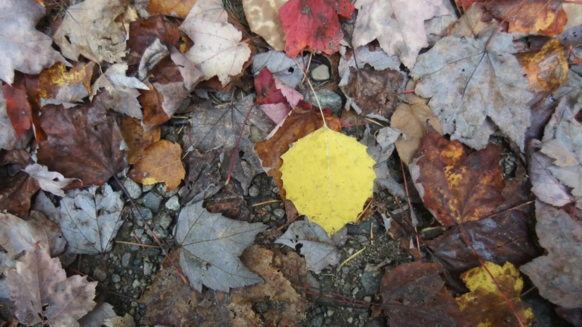 Big-toothed aspen leaf