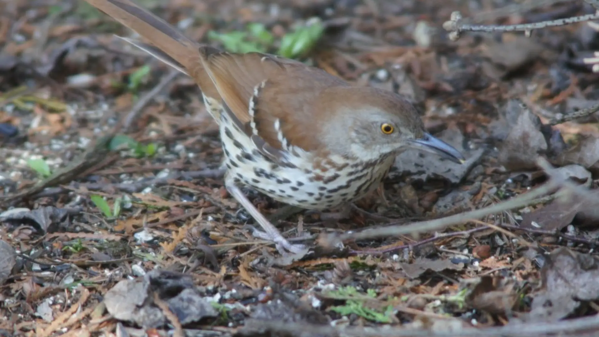 Brown Thrasher - Lake Placid, NY