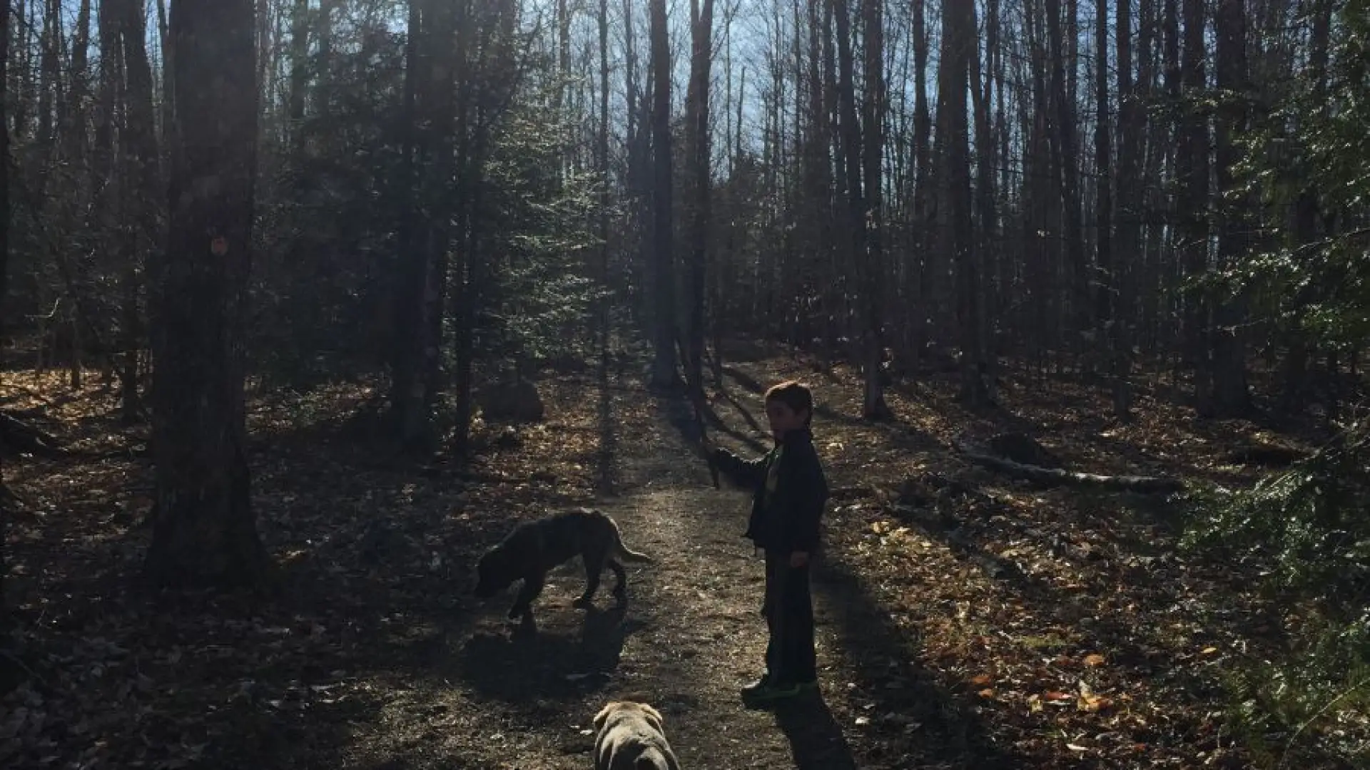 A walk in the woods (blue trail), soon turns into a run in the fields (orange trail). Best of both worlds!