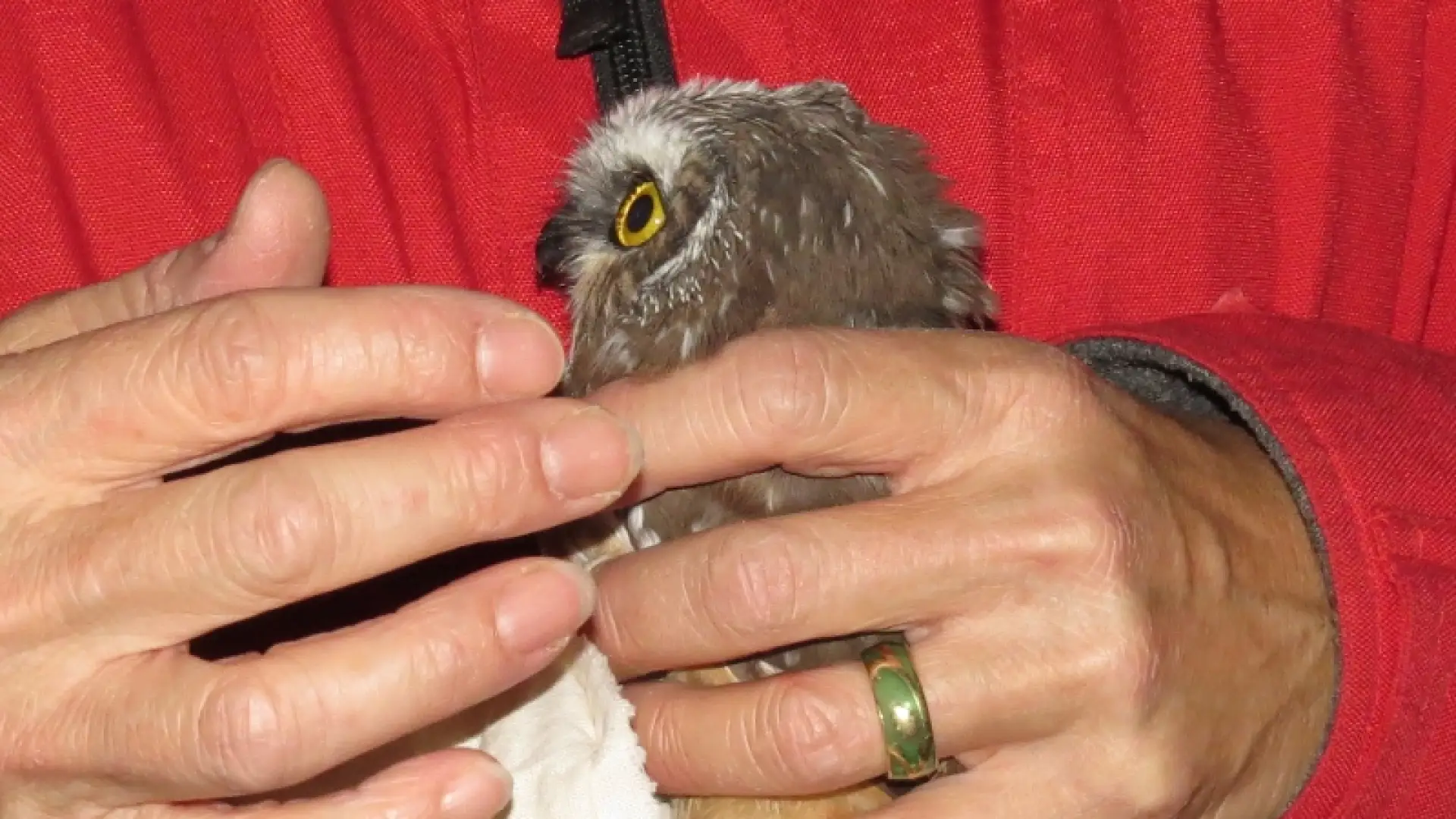Northern Saw-whet Owl