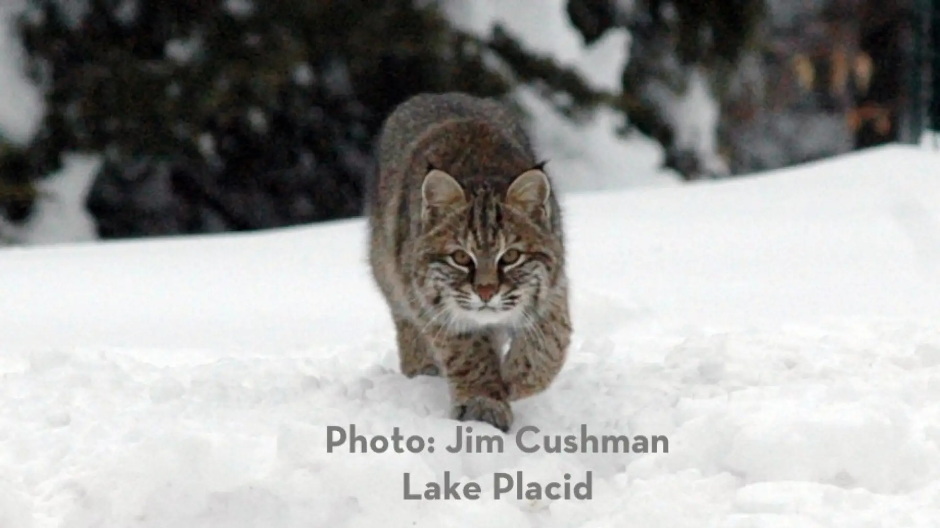 Bobcat
