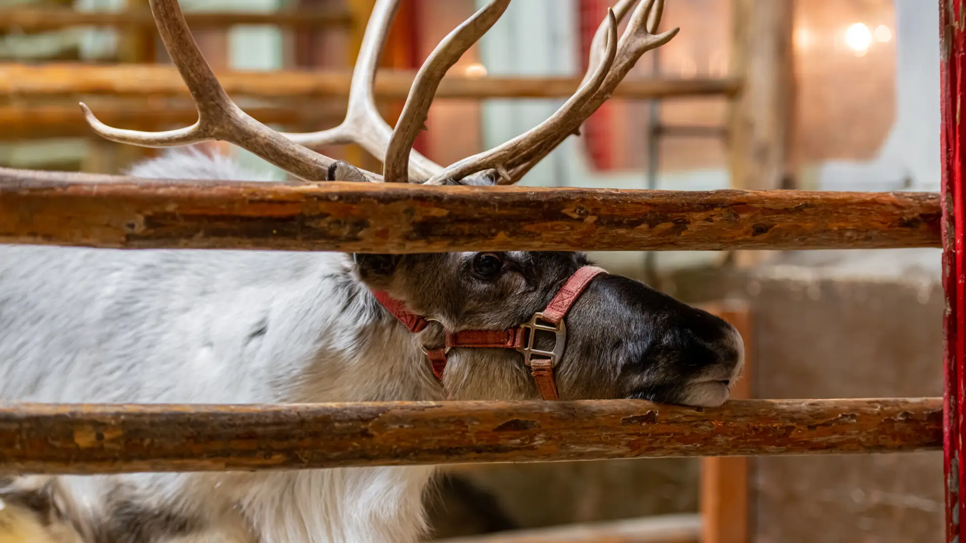 Reindeer