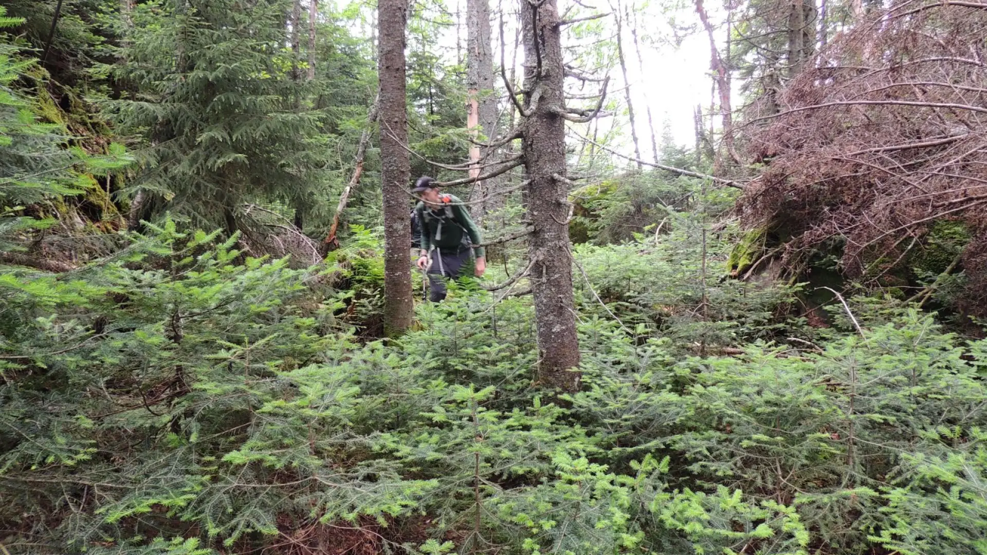 Periodic open forest help ease travel