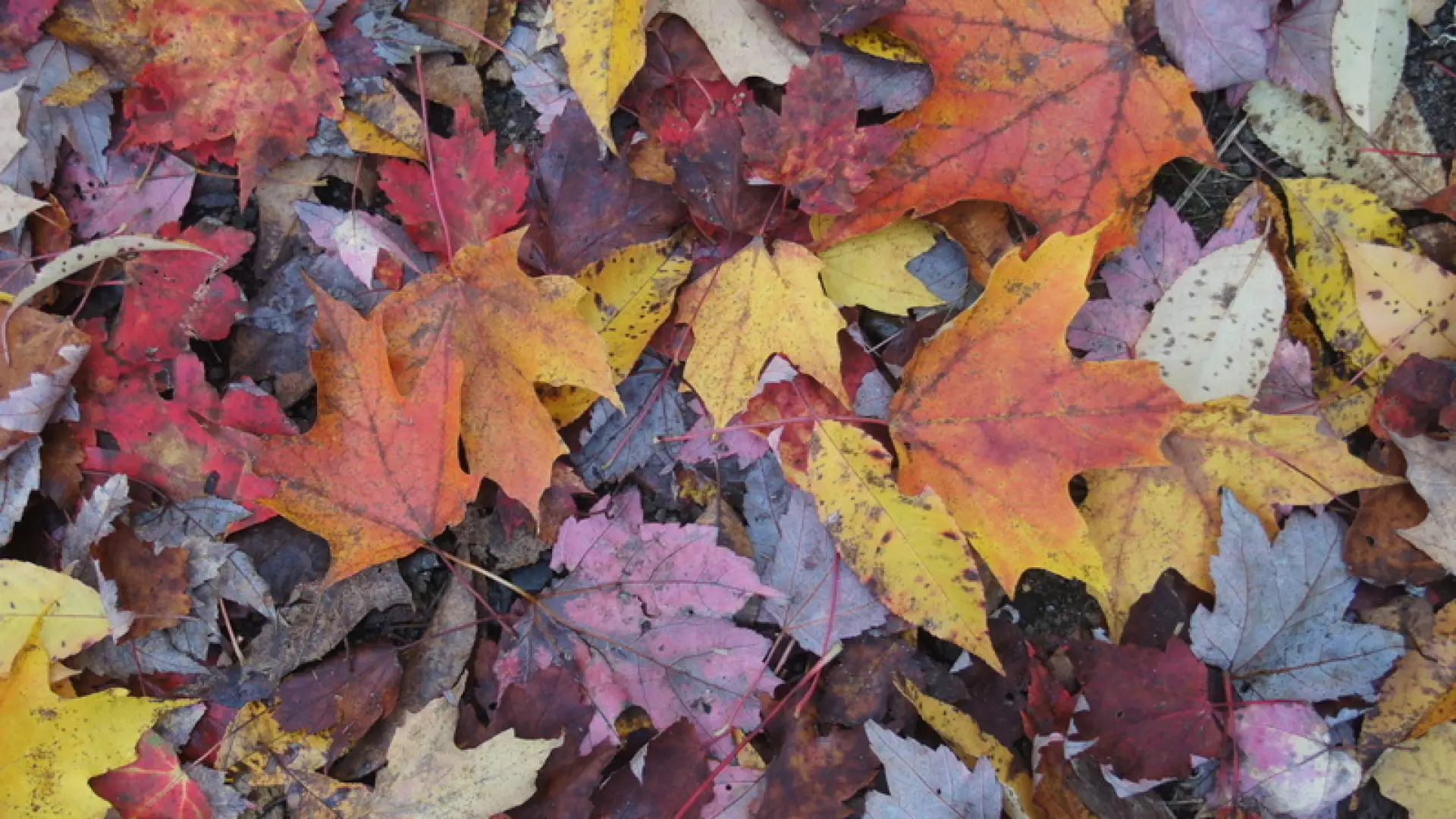 leaves on ground
