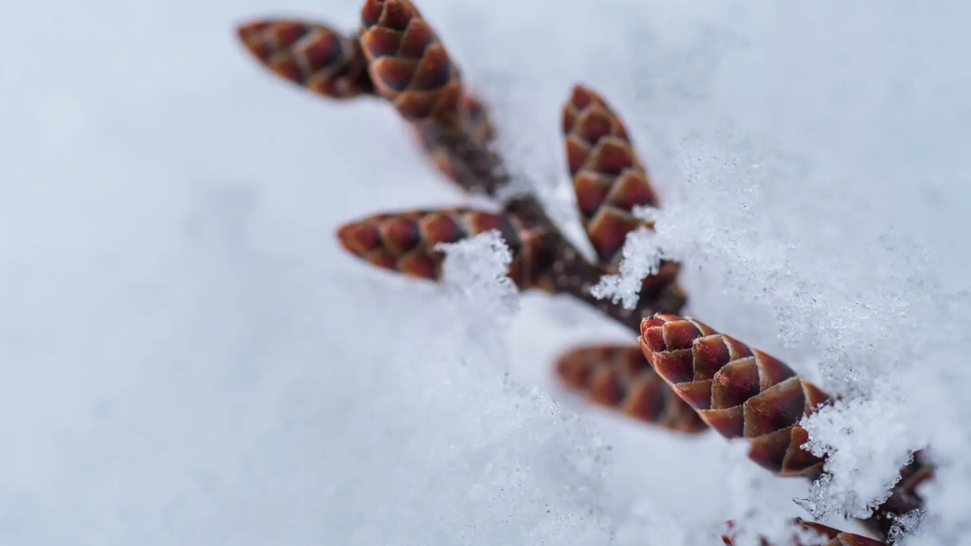 Branch with small cones laying in white snow