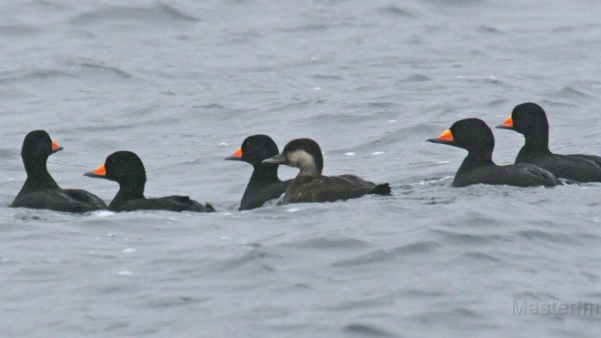 Black scoters are more commonly found along the coast, but some do pass through our area. I have found a number of females (drabber bird in the center without the brightly colored bill) at Lake Colby this fall. Photo courtesy of www.masterimages.com