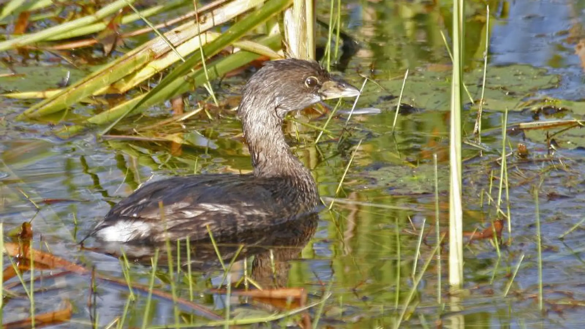 Pied-billed grebe Larry