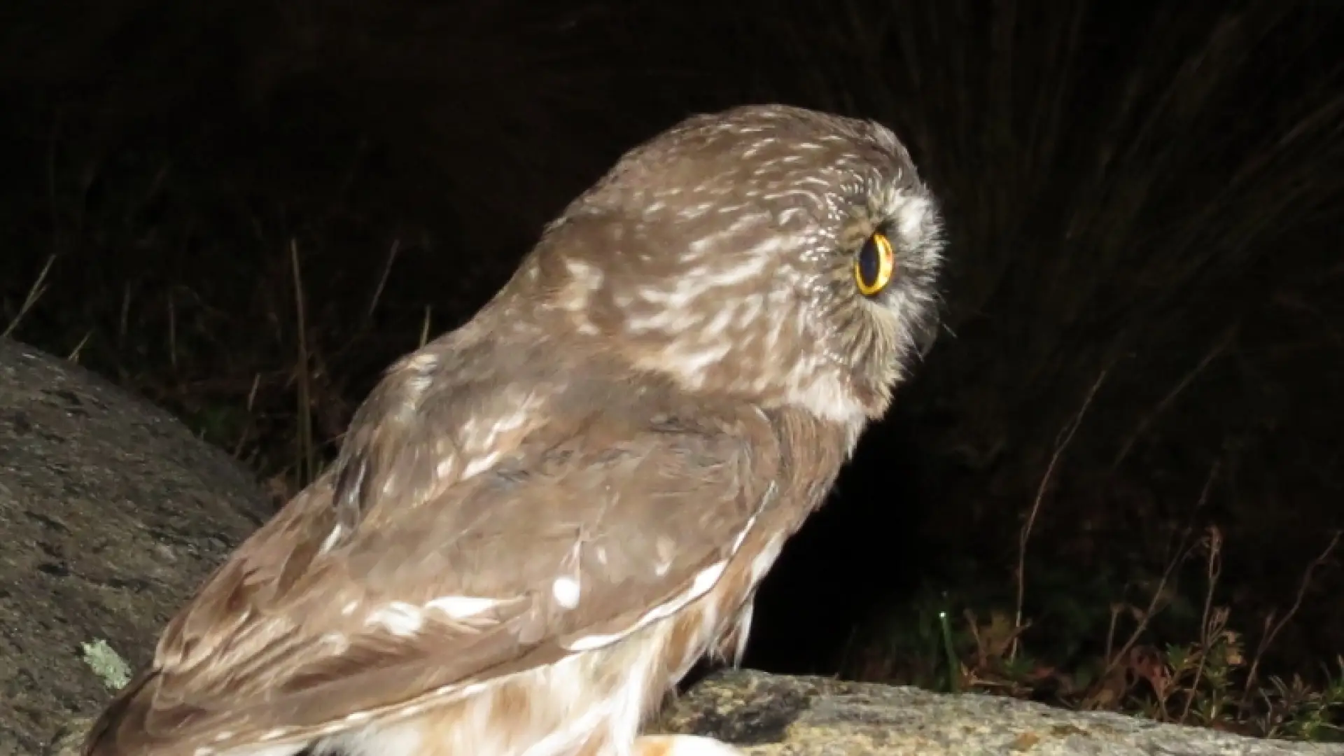 Northern Saw-whet Owl taking off!