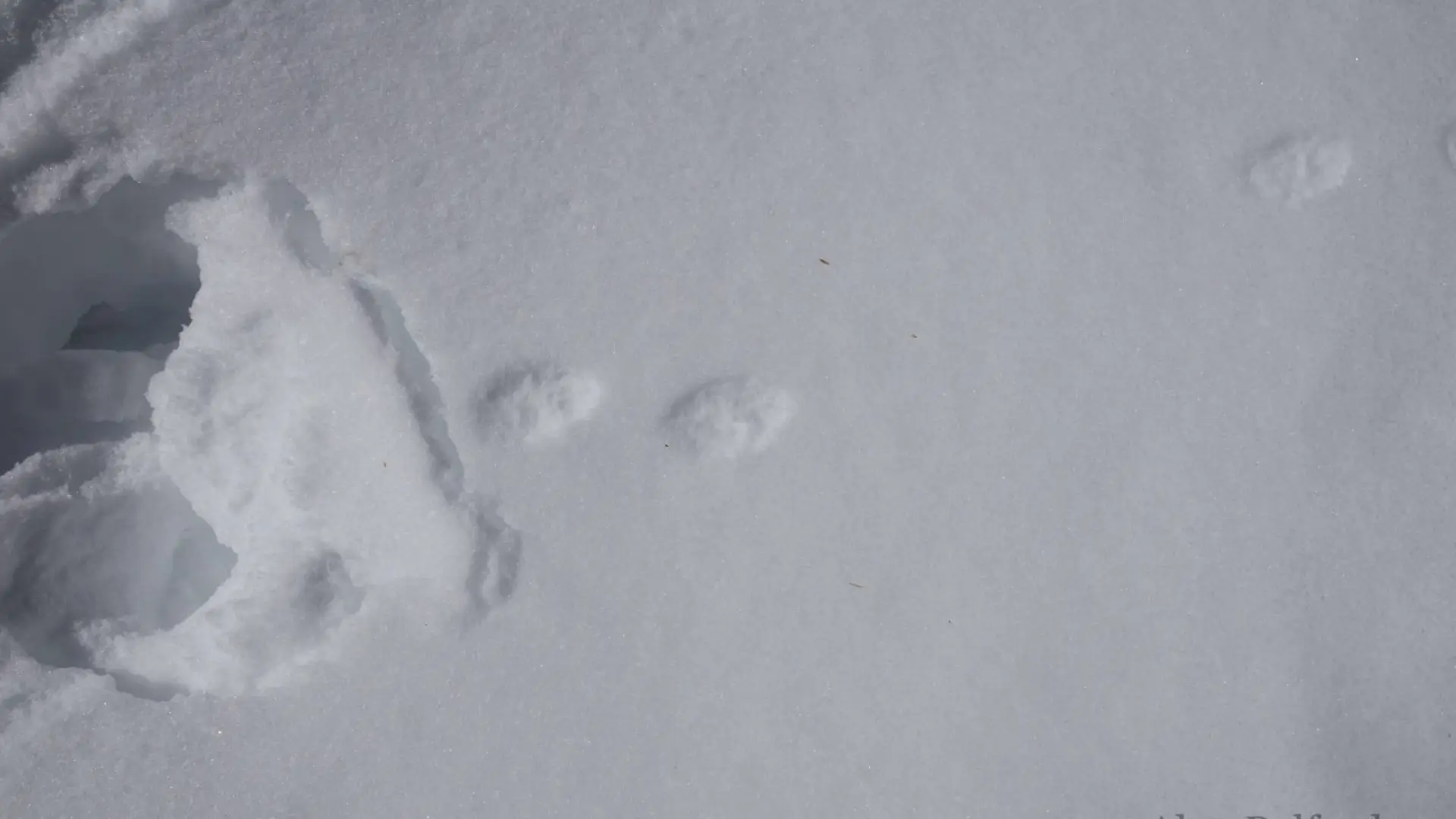 The tracks of American martens are everywhere around the Loj!