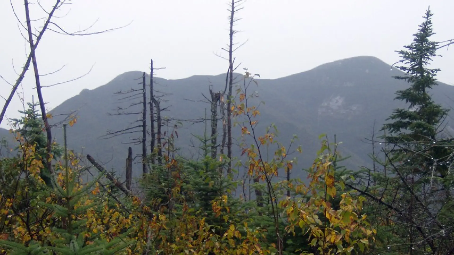Mountains seen through trees and fog