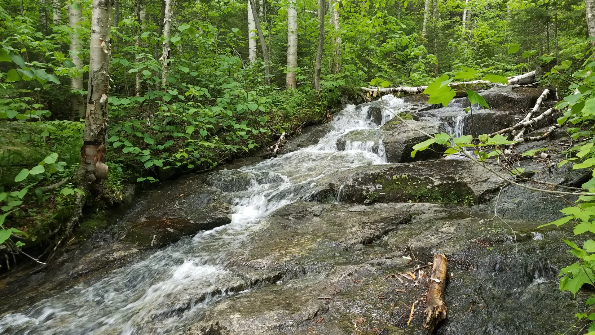 A cascading flow of water over rocks
