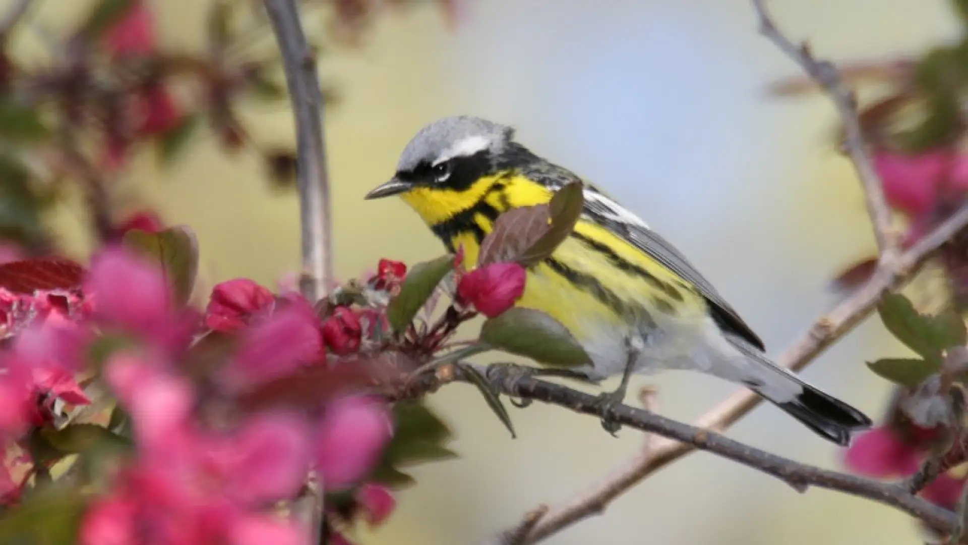 Magnolia Warblers are common at Intervale. Photo courtesy of www.masterimages.org.