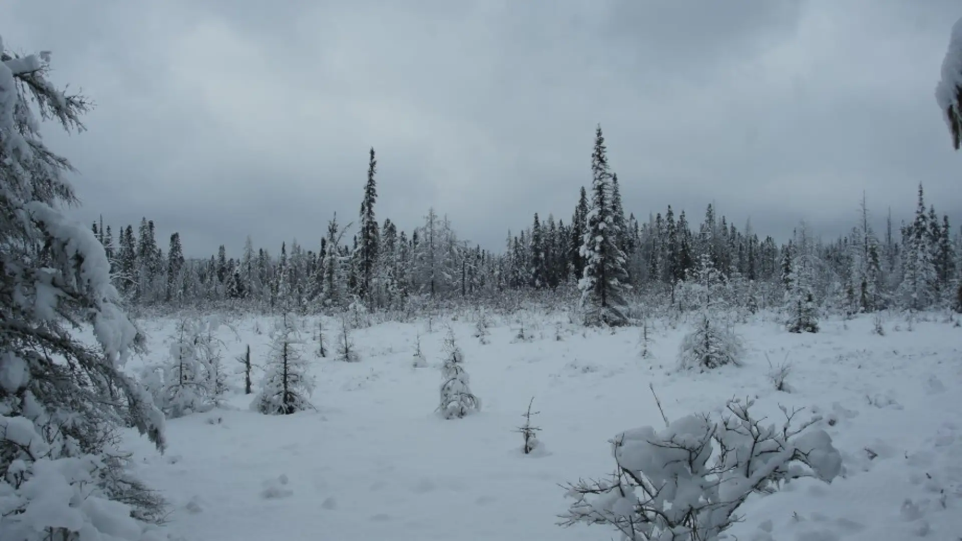 Bog Mat snow