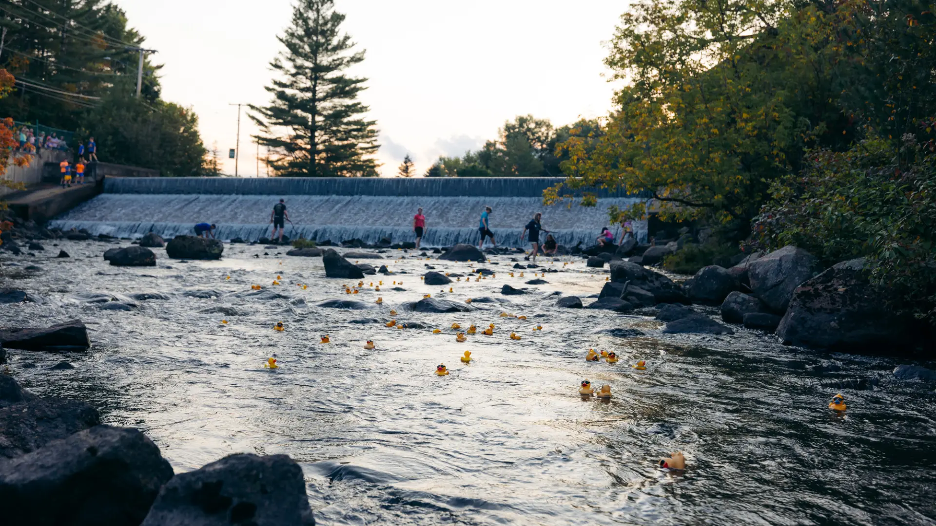 Yellow rubber ducks float downstream from a manmade dam 