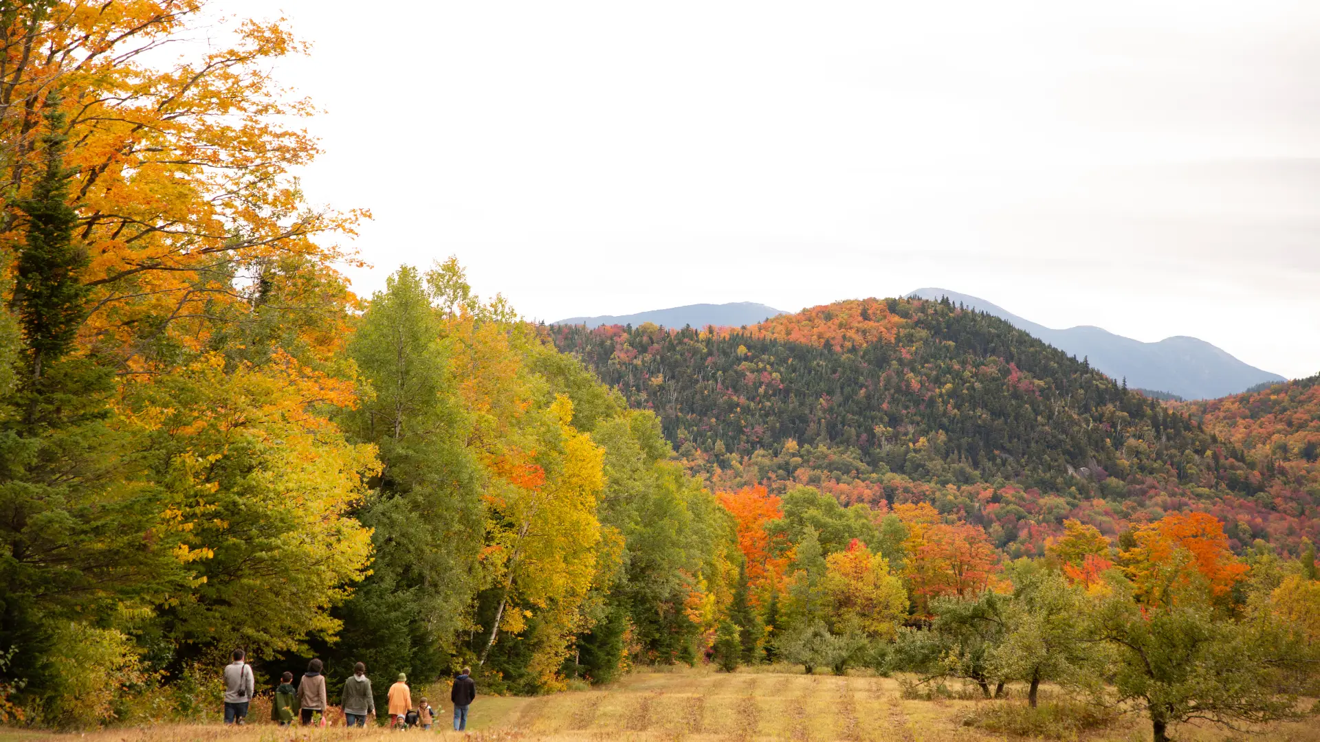 A group of people walk on a field amid mountain fall foliage.