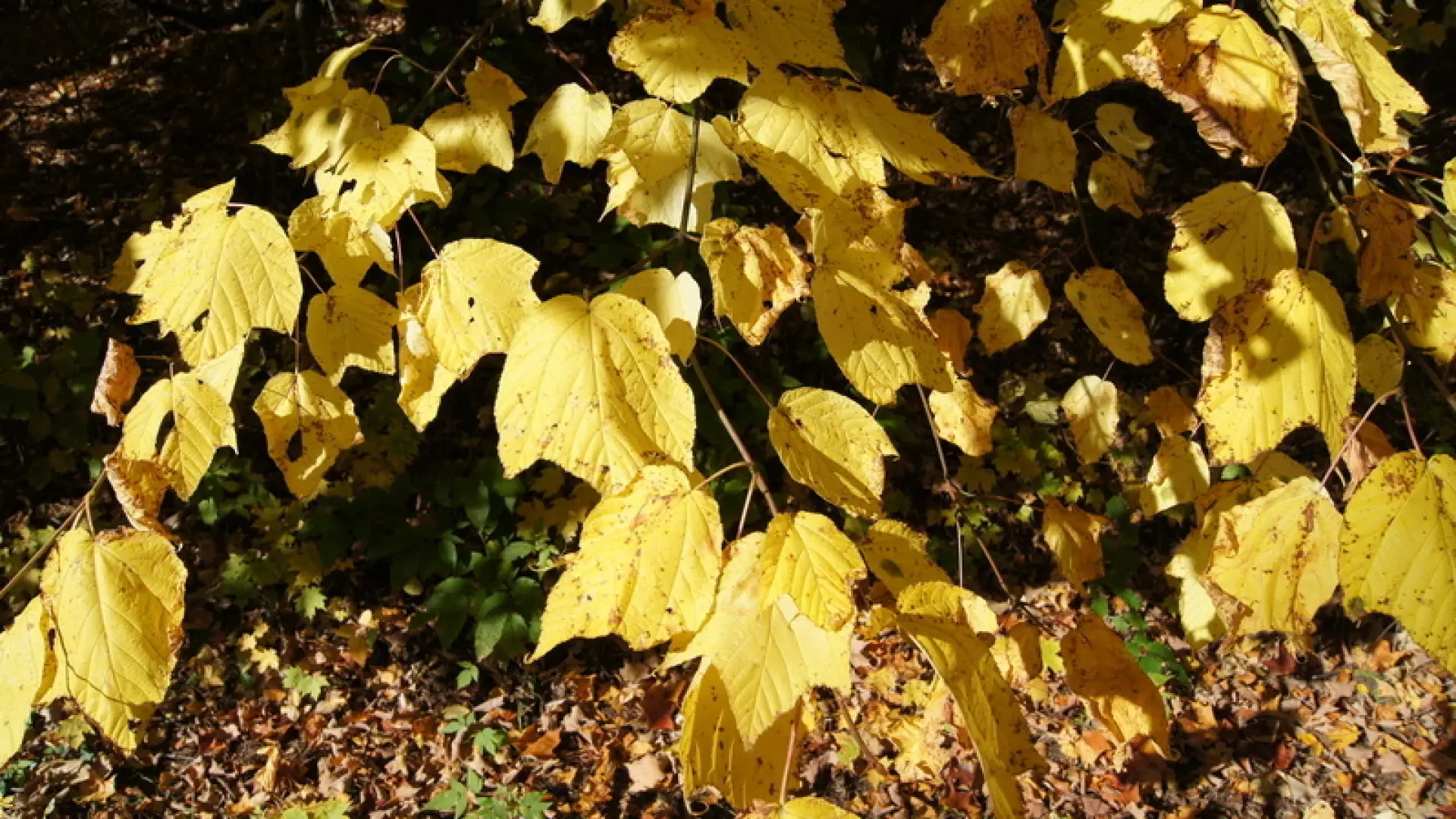 striped maple