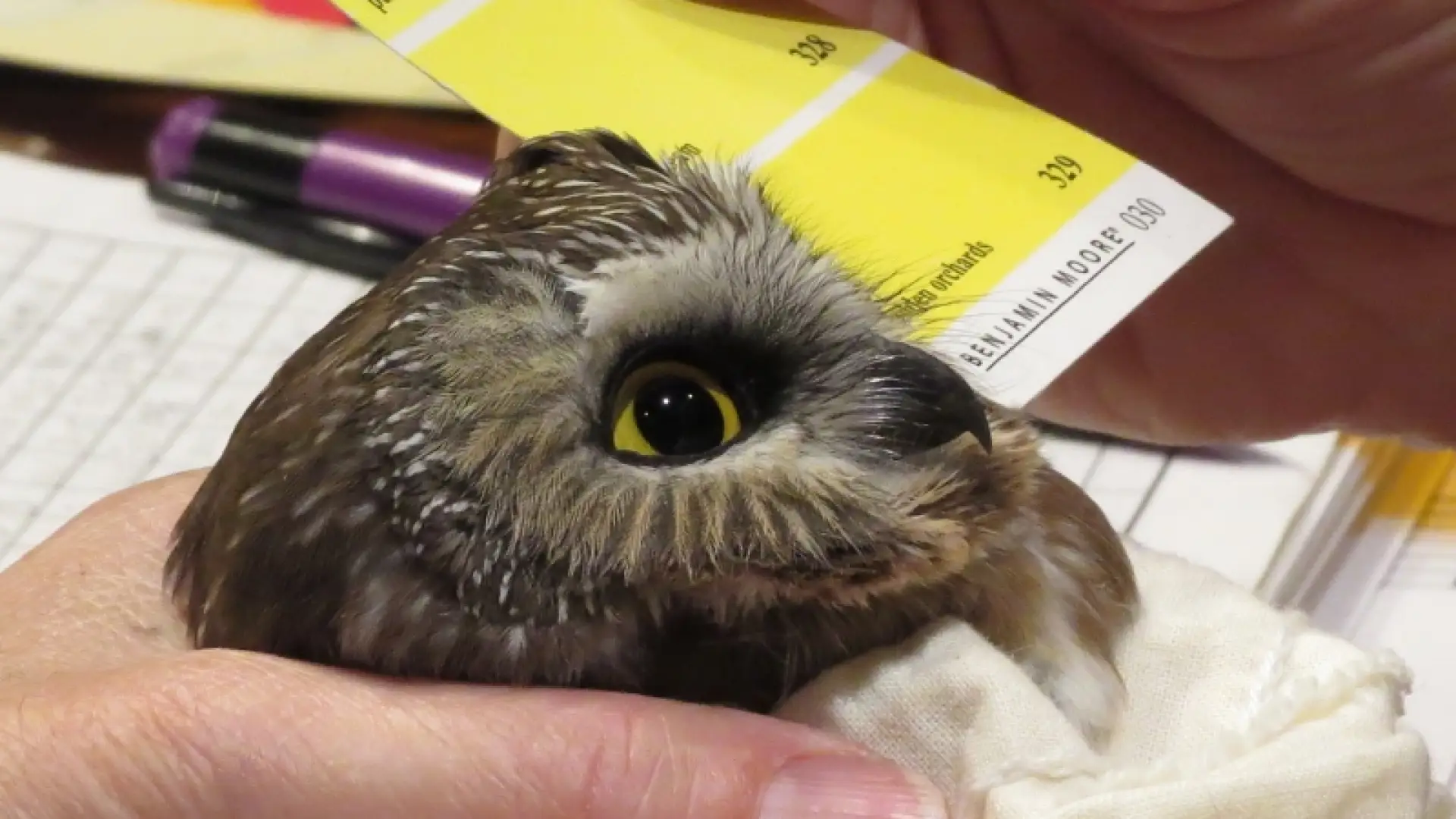 Matching the Northern Saw-whet Owl's eye color