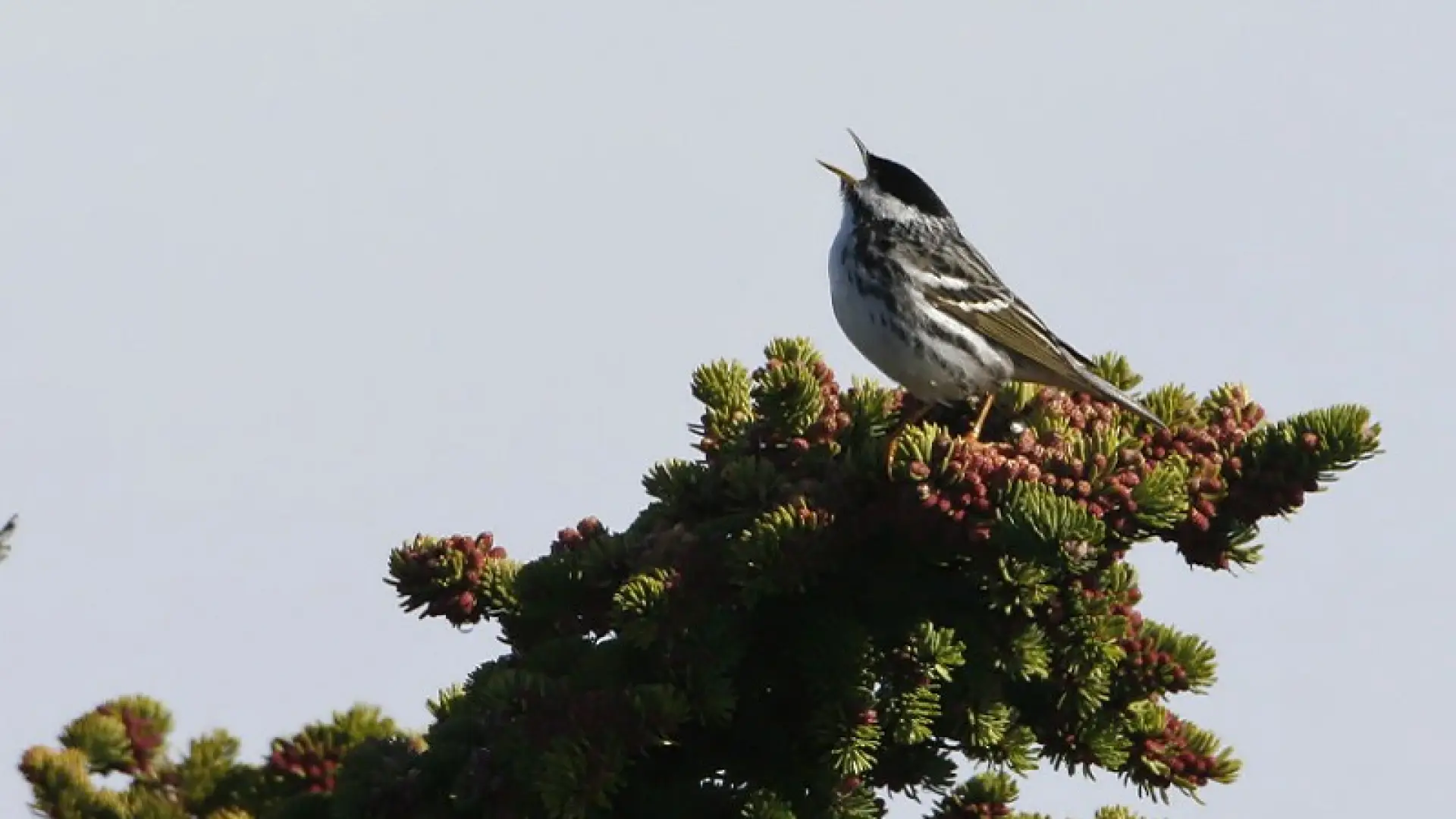 Blackpoll Warbler - Larry