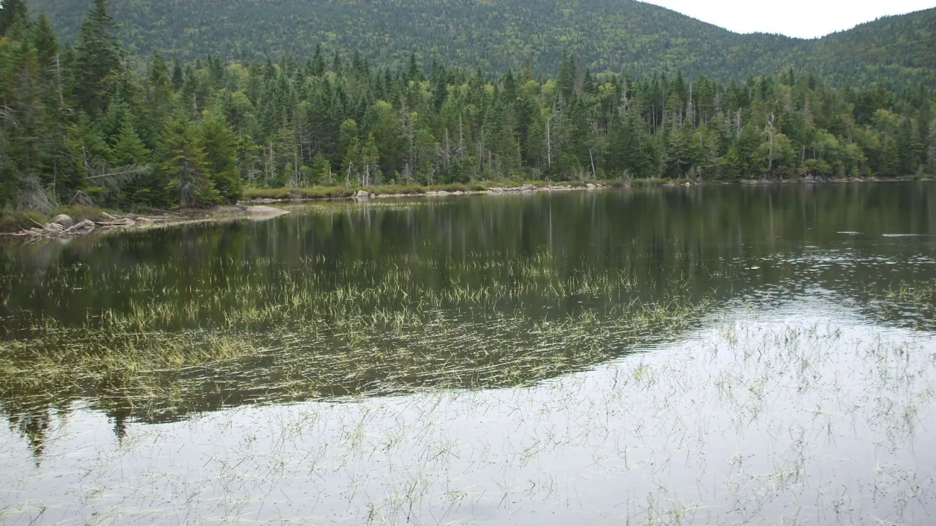 MacNaughty from Wallface Pond