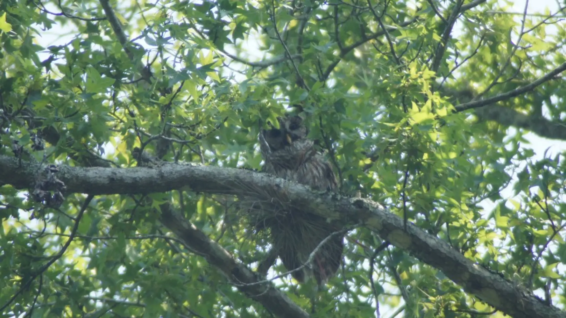 Barred owl - Ocala NF