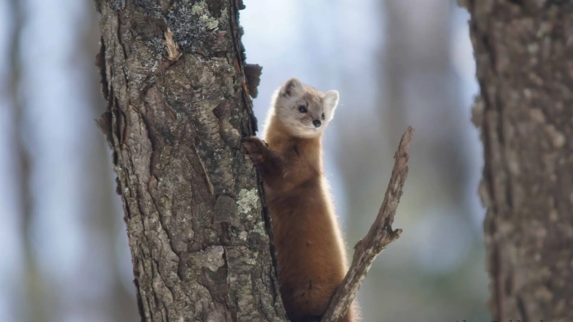 This marten eyed me curiously as I stood quietly waiting.