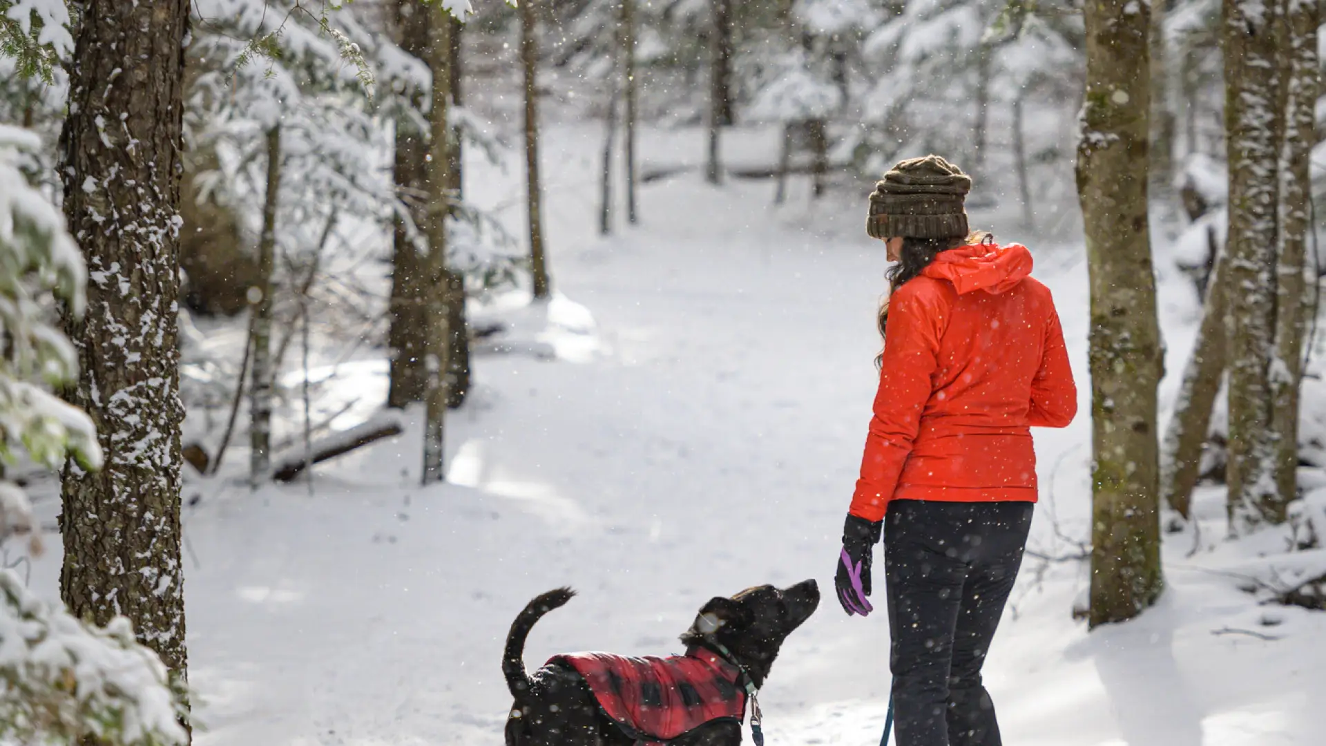 A woman and dog enjoy a snowy walk at Henry's Woods.