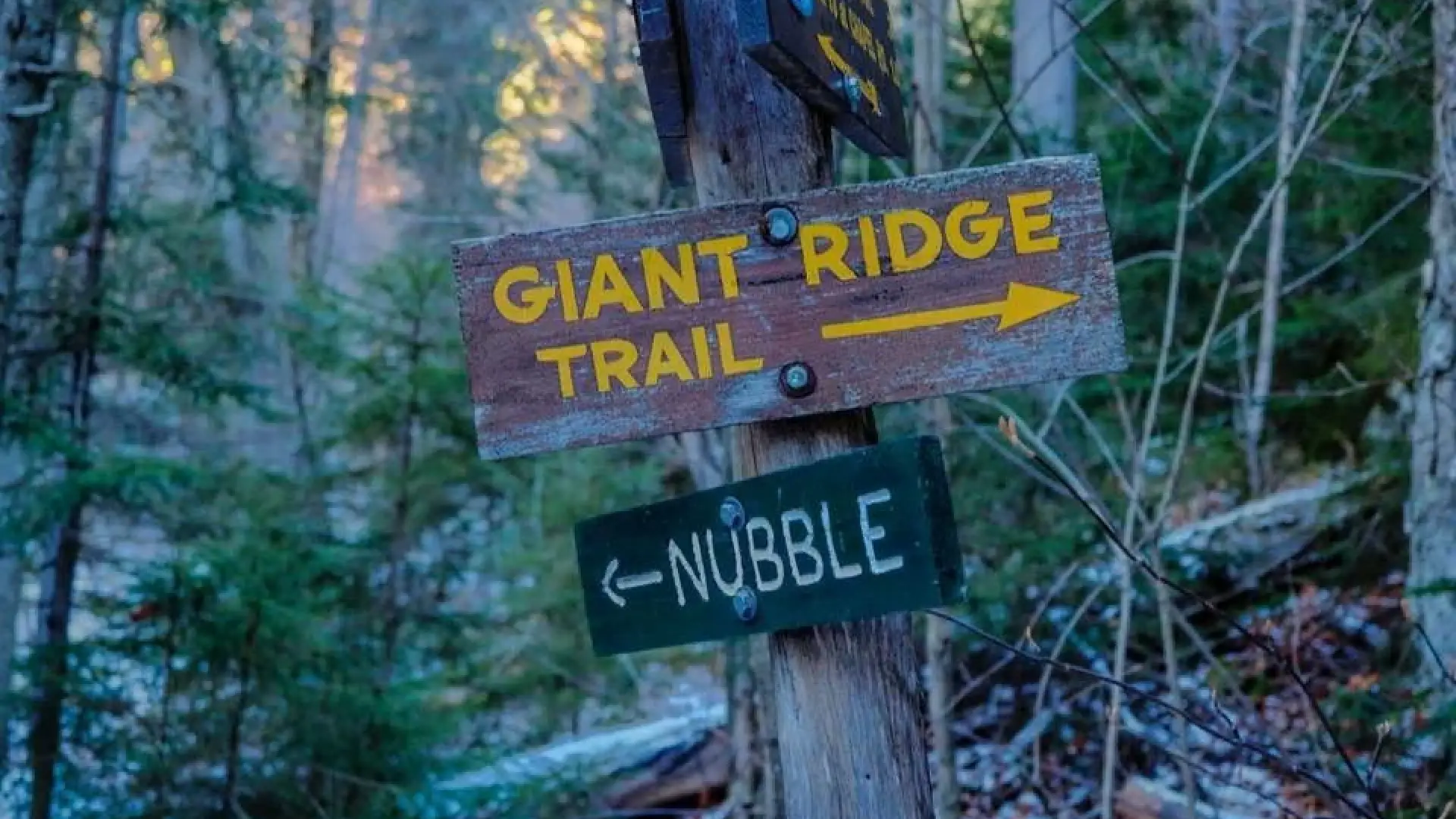 Look for the Giant Ridge Trail at the intersection.