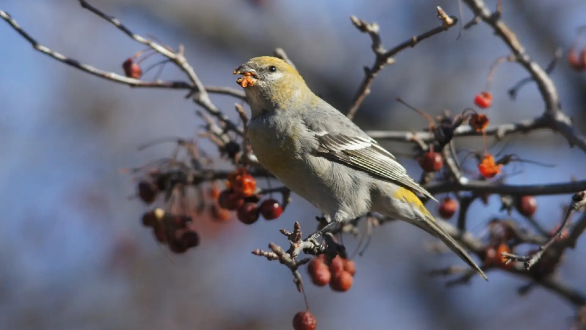 pine grosbeak elizabethtown