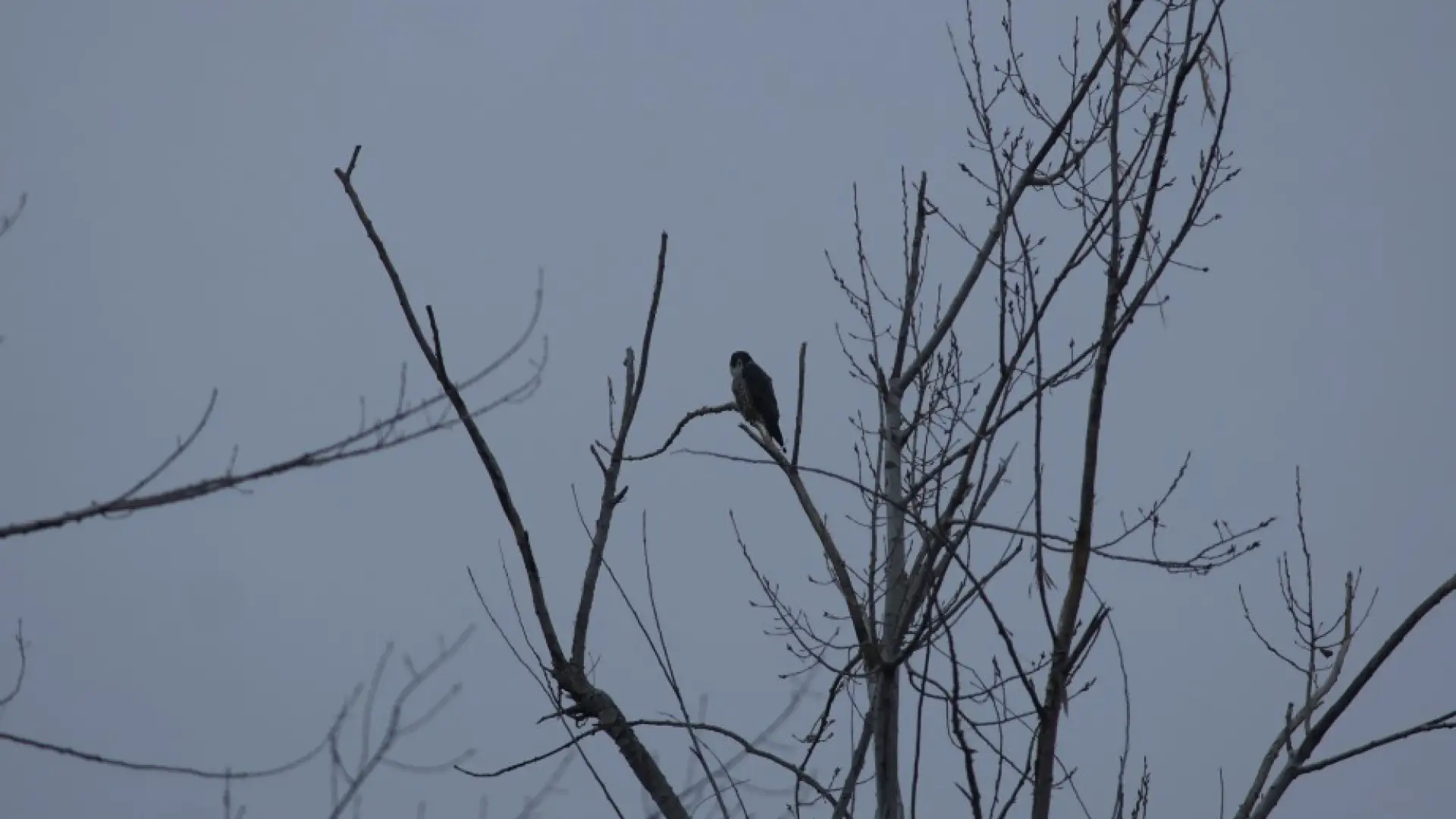 peregrine falcon plattsburgh