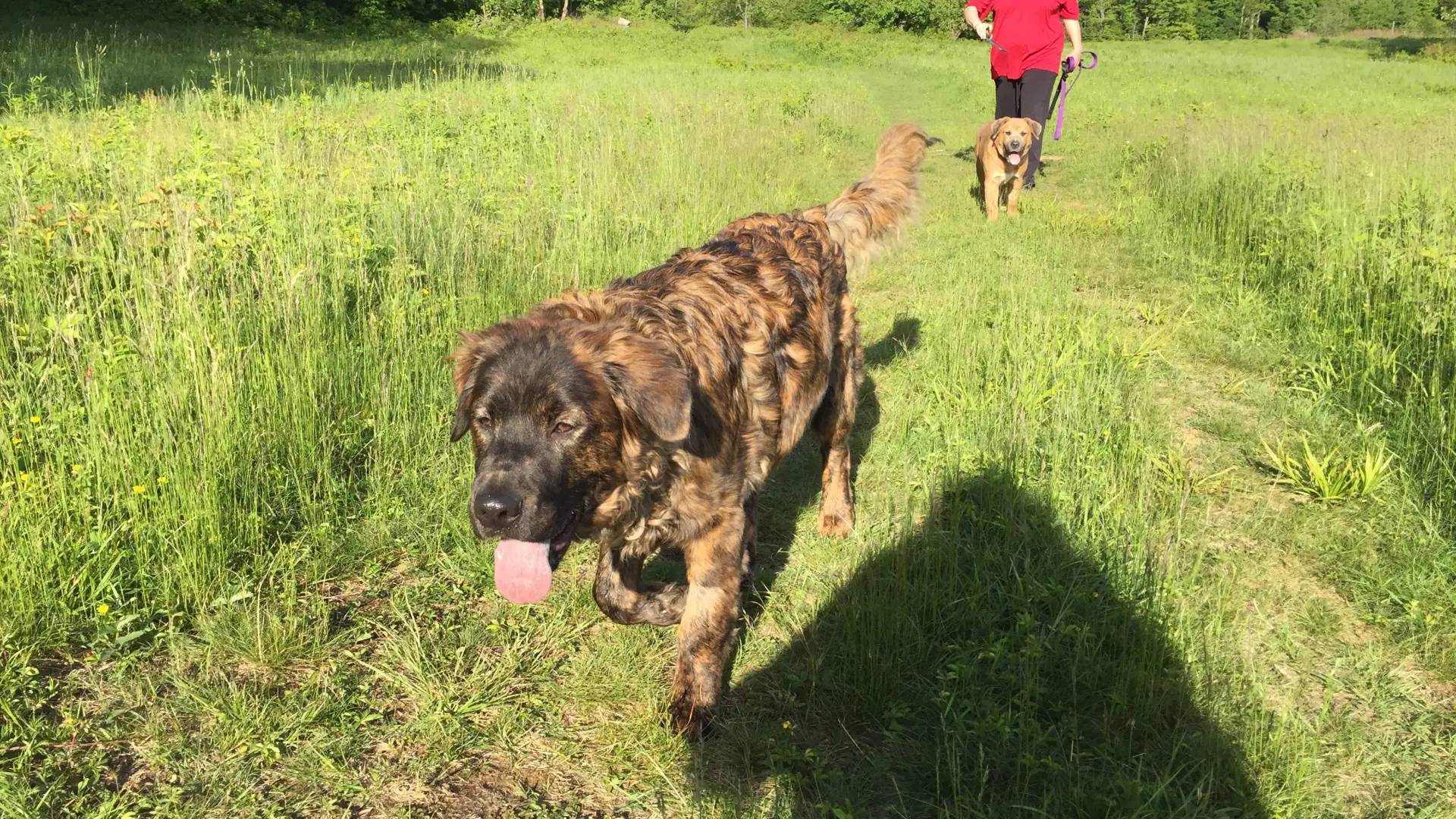 Dogs love hiking too.