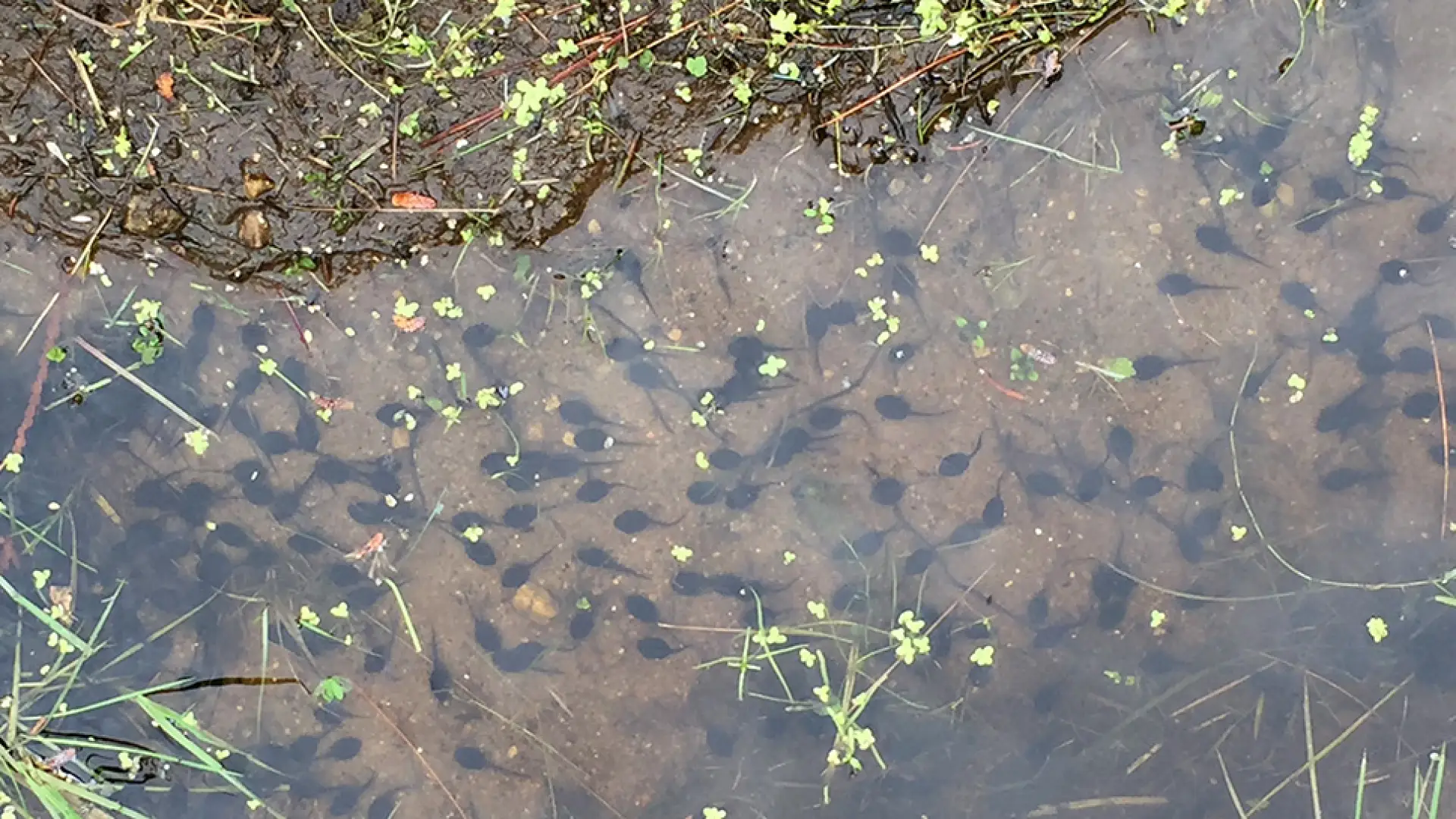 Tadpole-friendly water hazard.