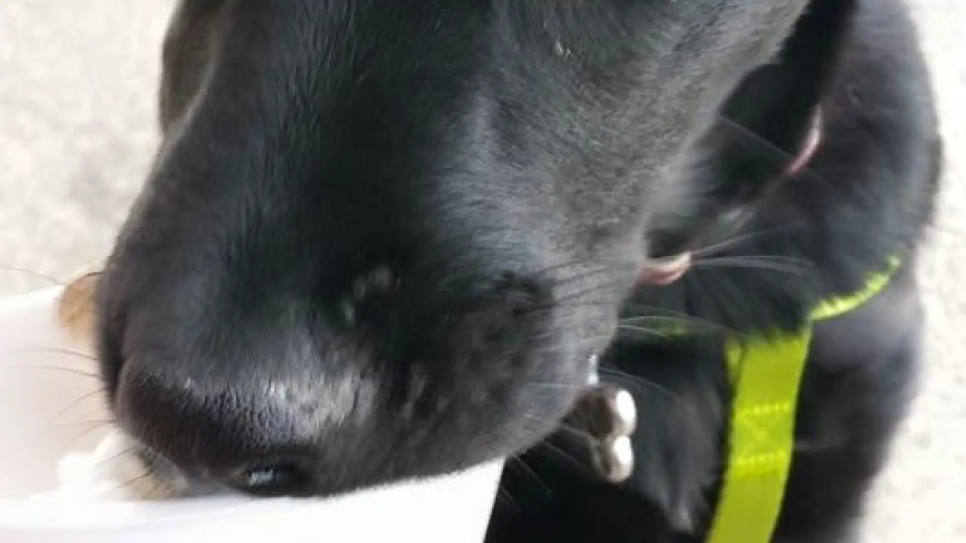 Ice cream is a dog's best friend.