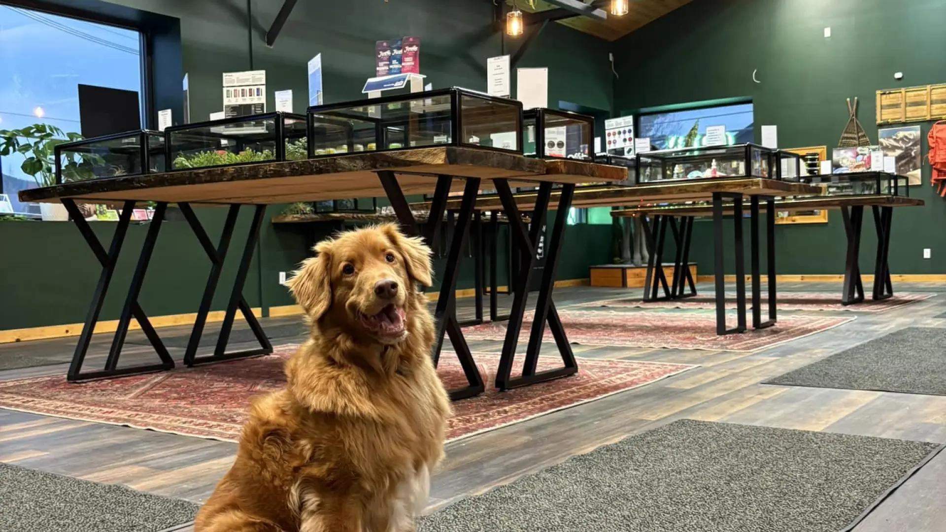 A dog named dodger sits to welcome you into the mellow moose