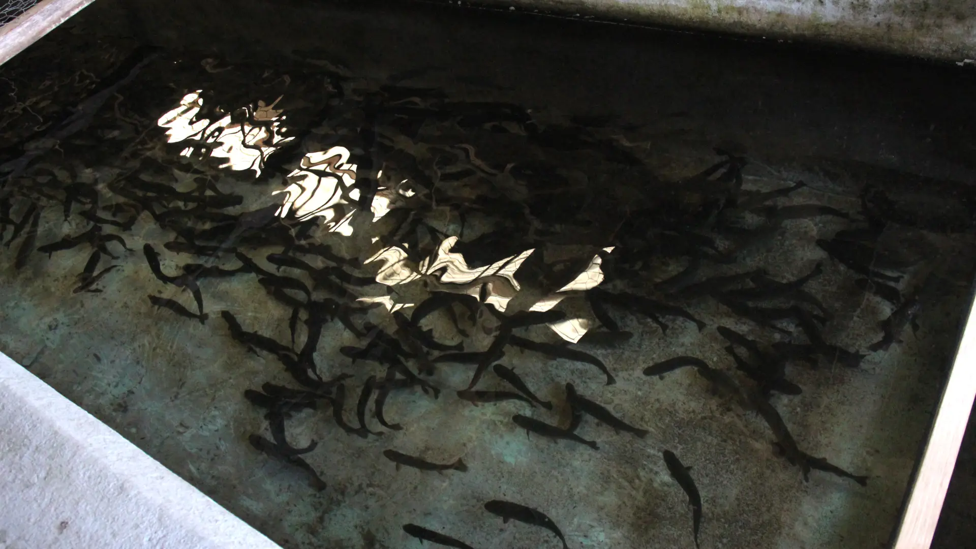 The baby fish are kept in controlled tanks during this critical period.