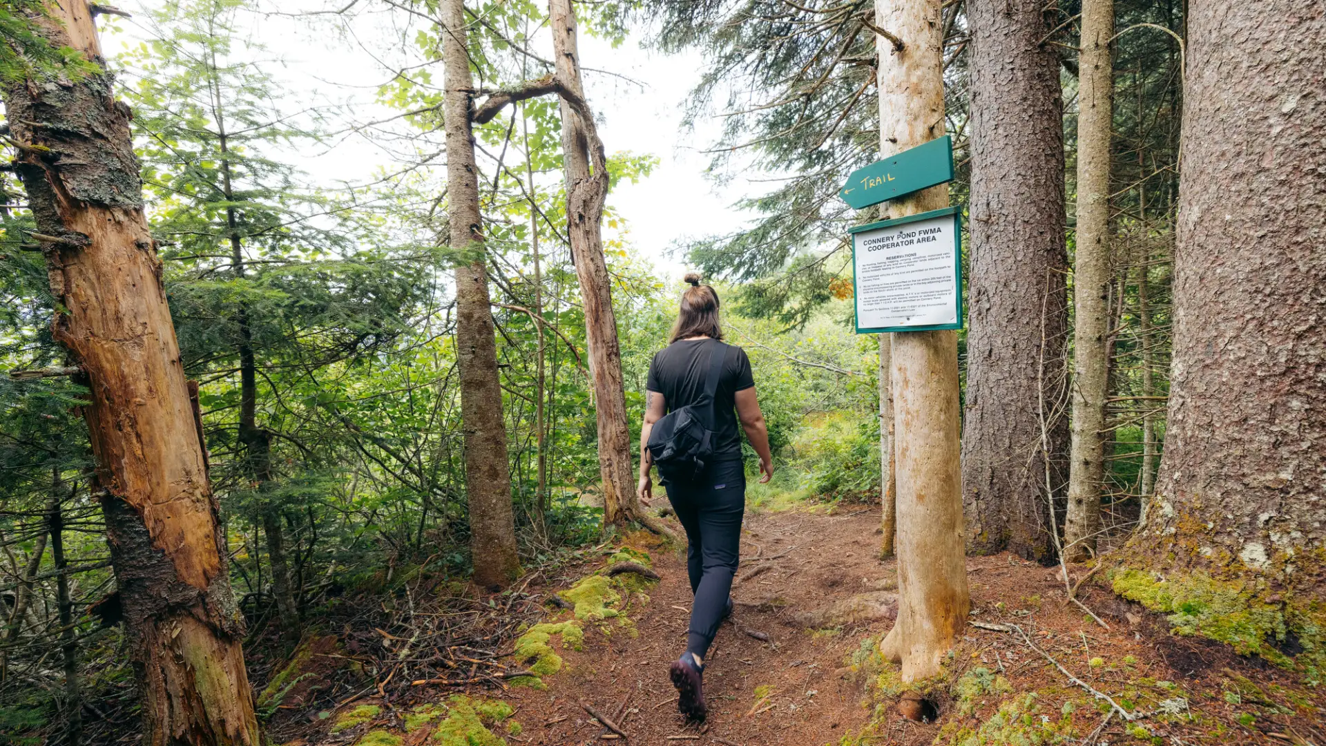 A hiker walks along a forested trail