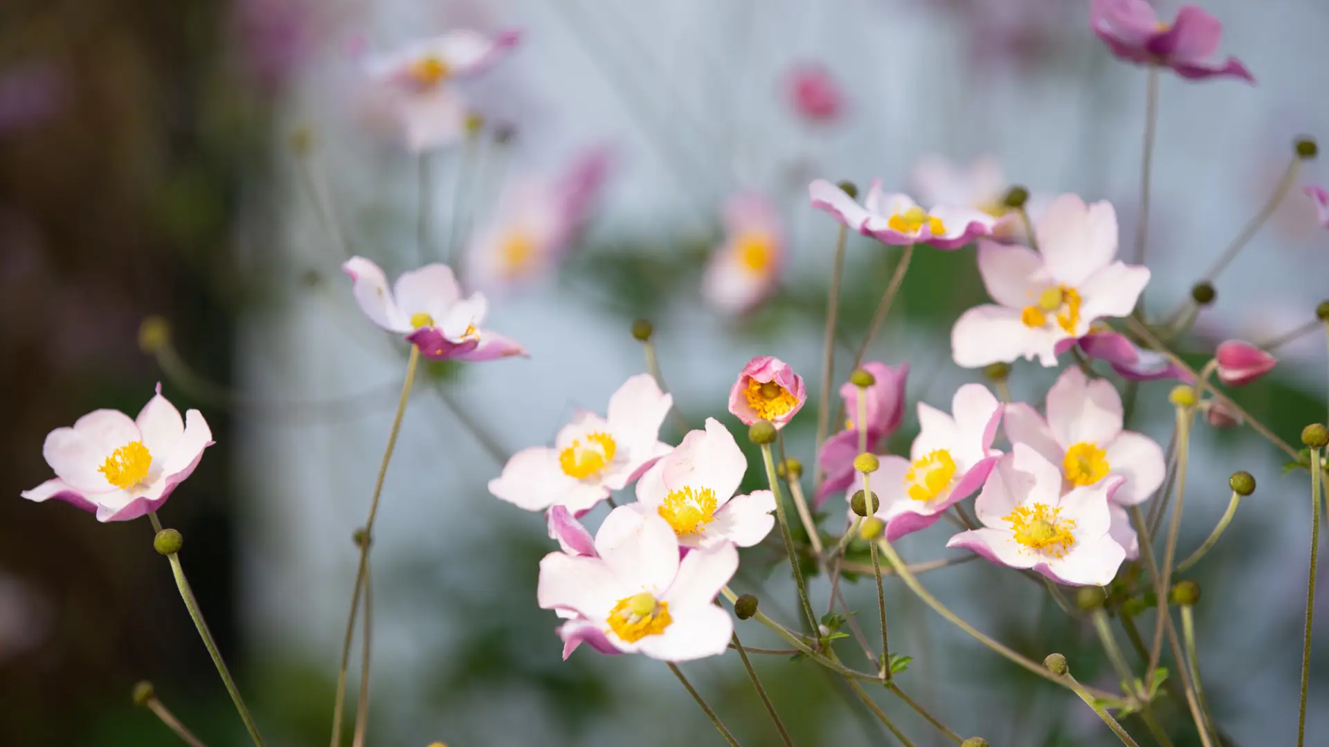 Spring wildflowers bloom a soft pink color