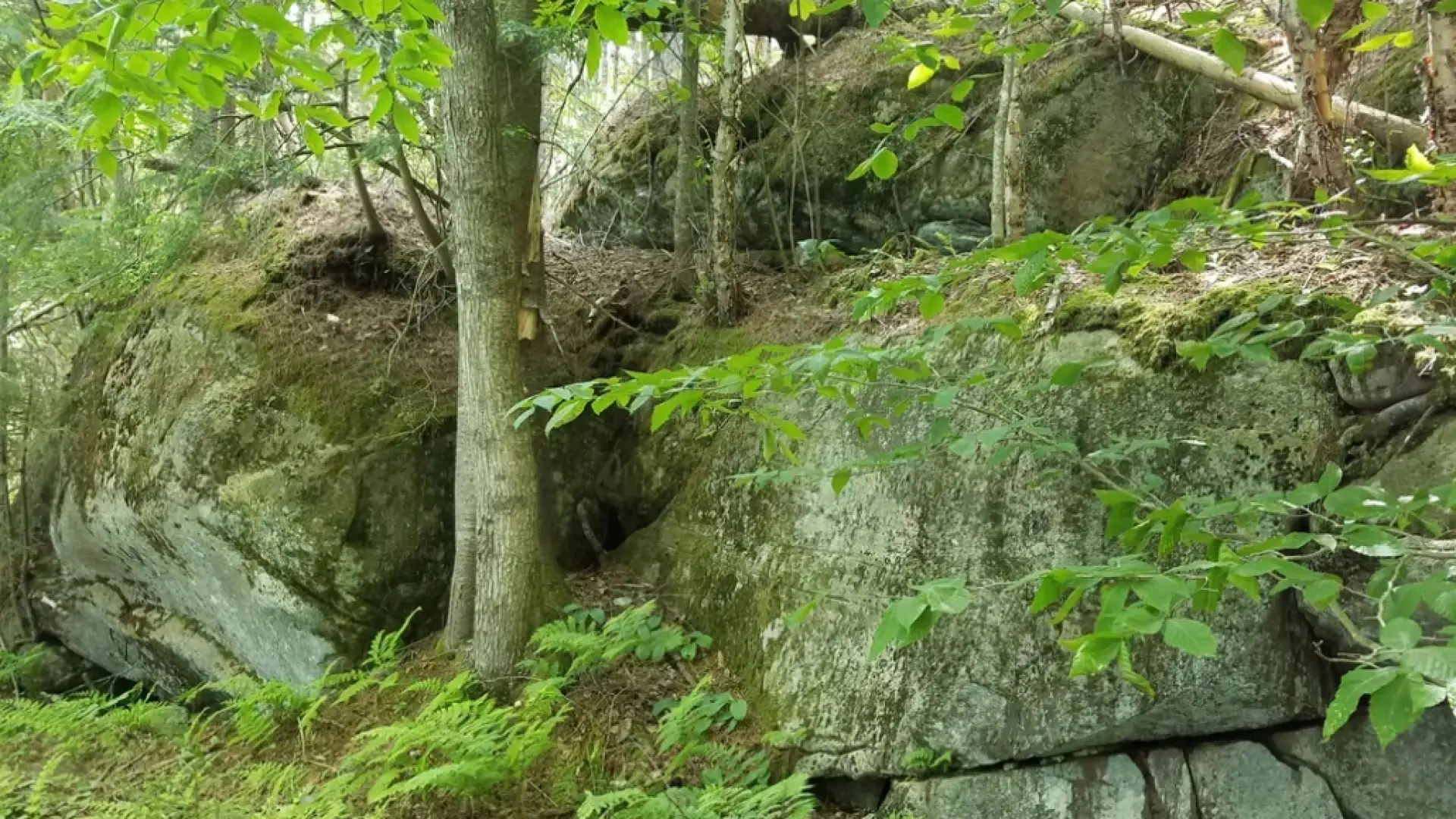 Large boulders and trees make up hillside with lush greenery in forest